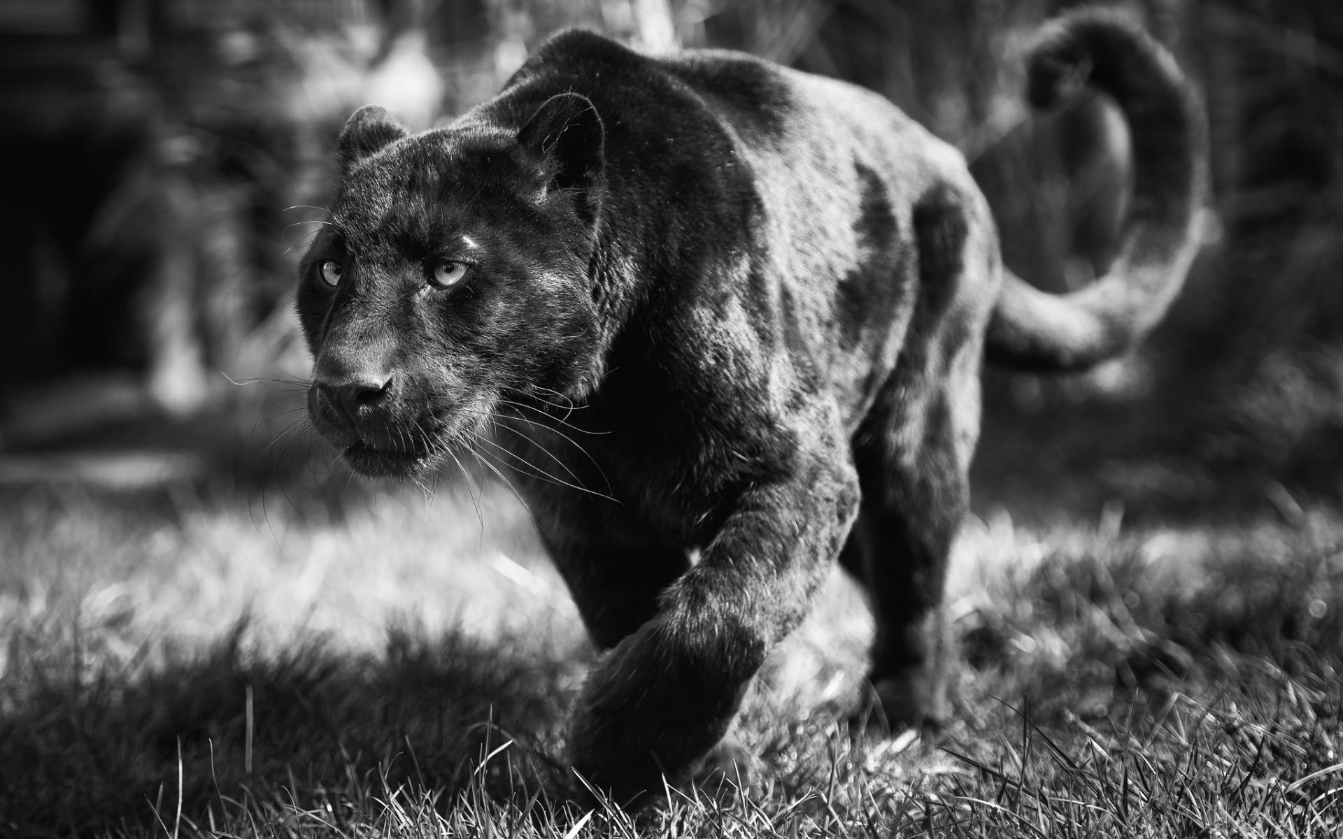 panther tapete,landtier,tierwelt,schwarz und weiß,felidae,schnauze