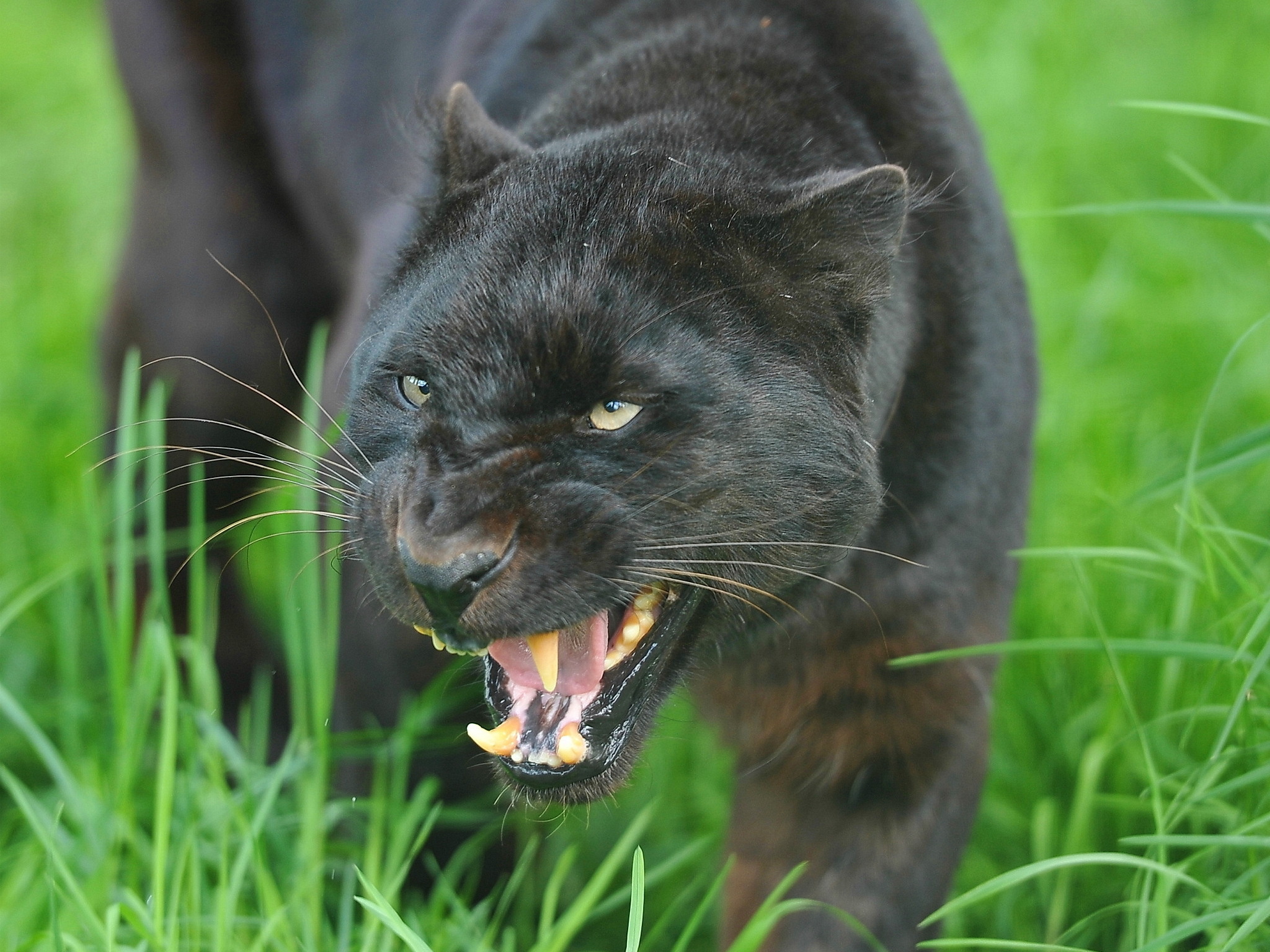 fondo de pantalla de pantera,animal terrestre,felidae,fauna silvestre,césped,hocico