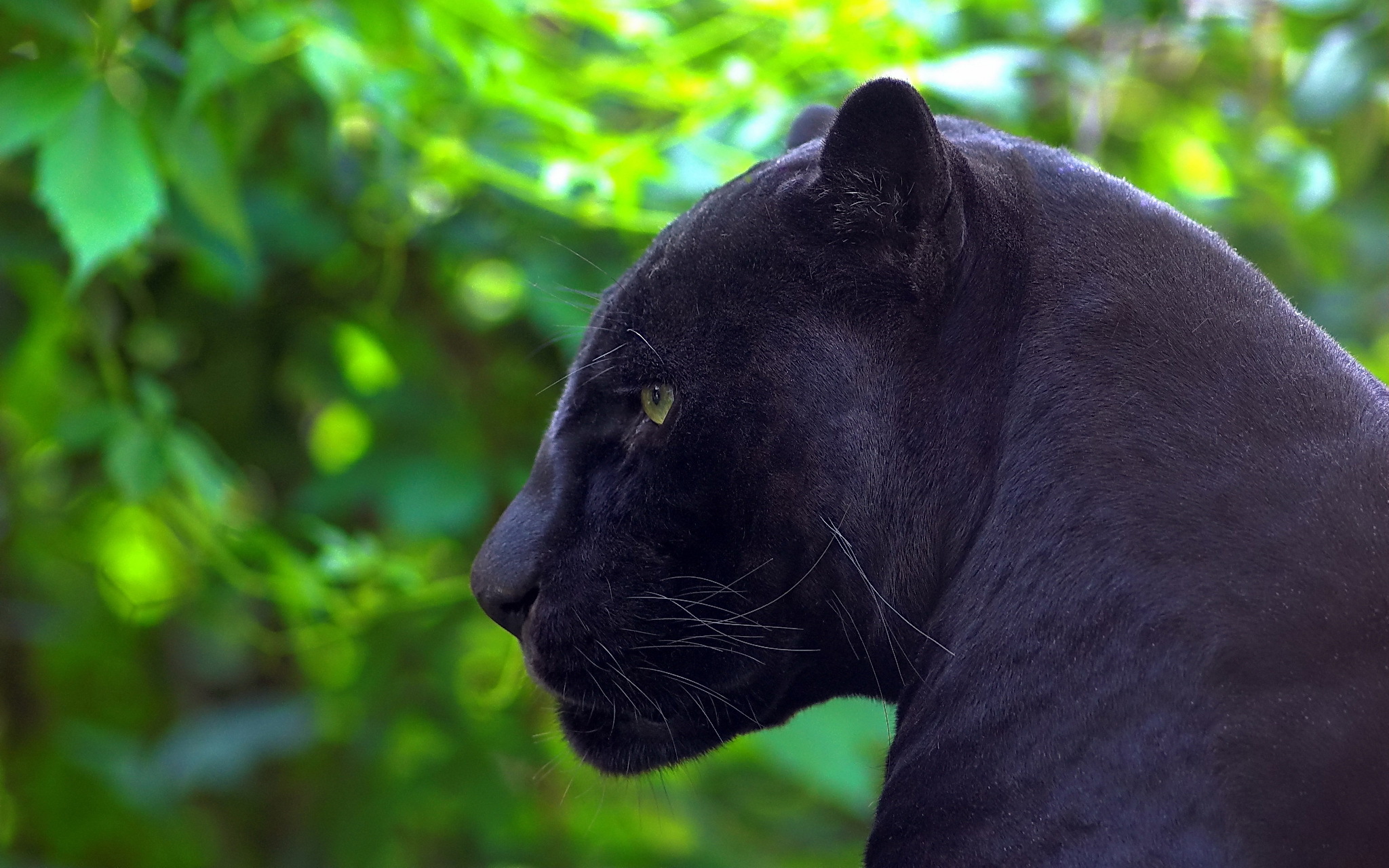 panther tapete,landtier,felidae,tierwelt,jaguar,grün
