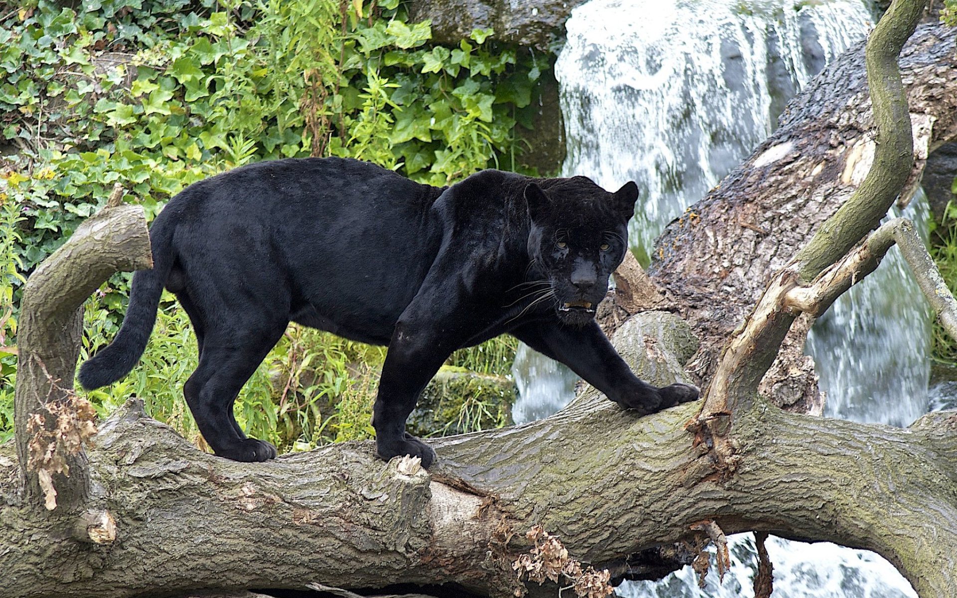 carta da parati pantera,animale terrestre,orso nero americano,felidae,giaguaro,grandi gatti