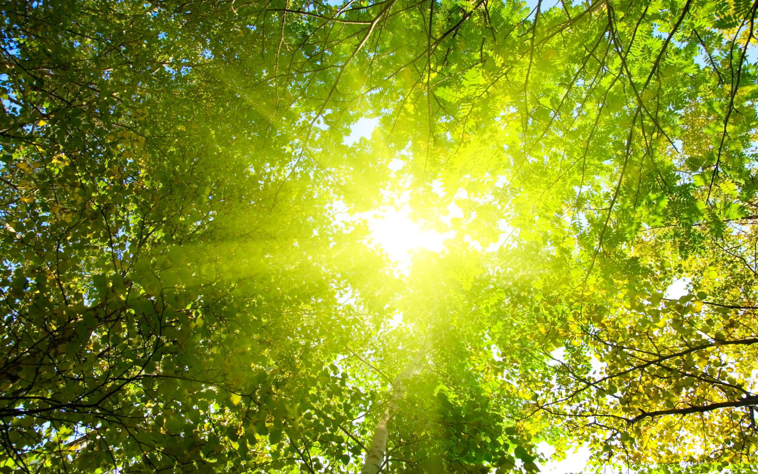 fond d'écran soleil,vert,la nature,lumière du soleil,arbre,lumière