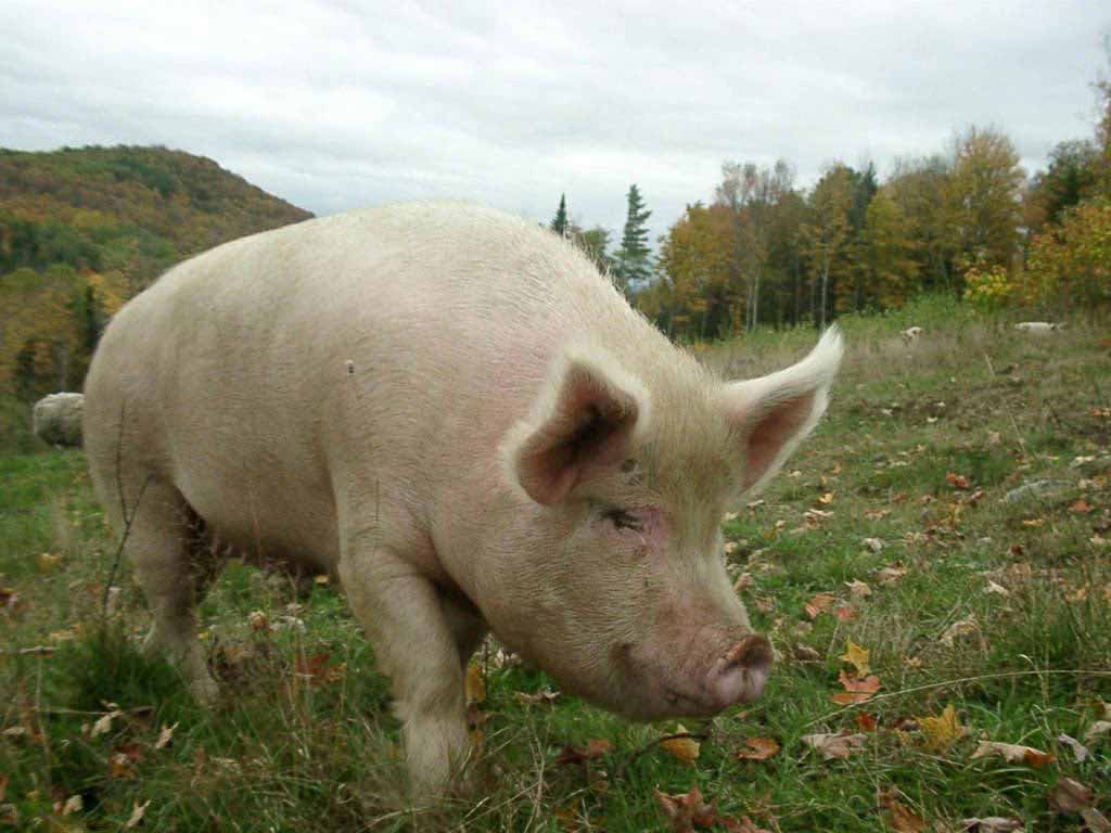 豚の壁紙,飼い豚,スイダ,鼻,草,陸生動物