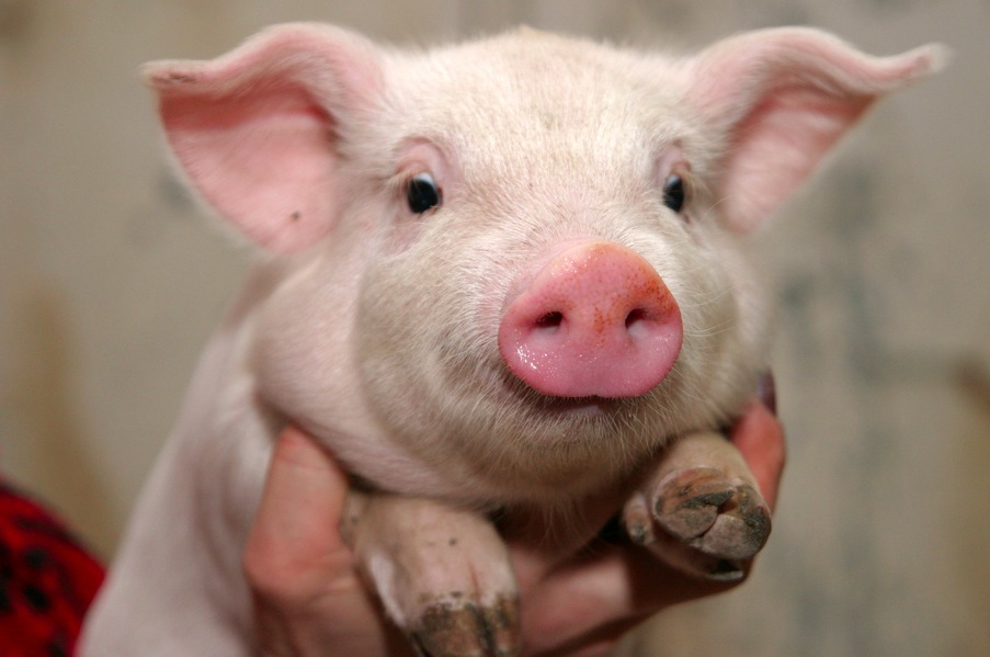 豚の壁紙,飼い豚,スイダ,鼻,家畜,豚の耳