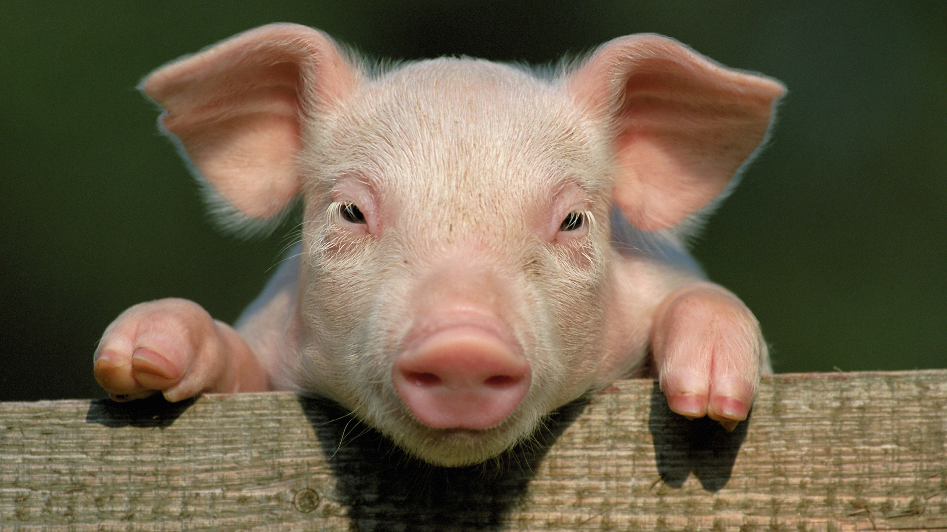 fond d'écran de porc,porc domestique,suidae,museau,oreille de porc,fermer