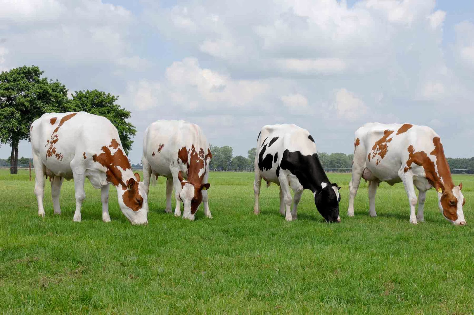 papier peint vache,vache laitière,pâturage,prairie,troupeau,bétail