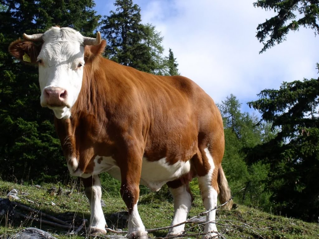 carta da parati della mucca,mucca da latte,famiglia capra mucca,bestiame,animale terrestre,area rurale