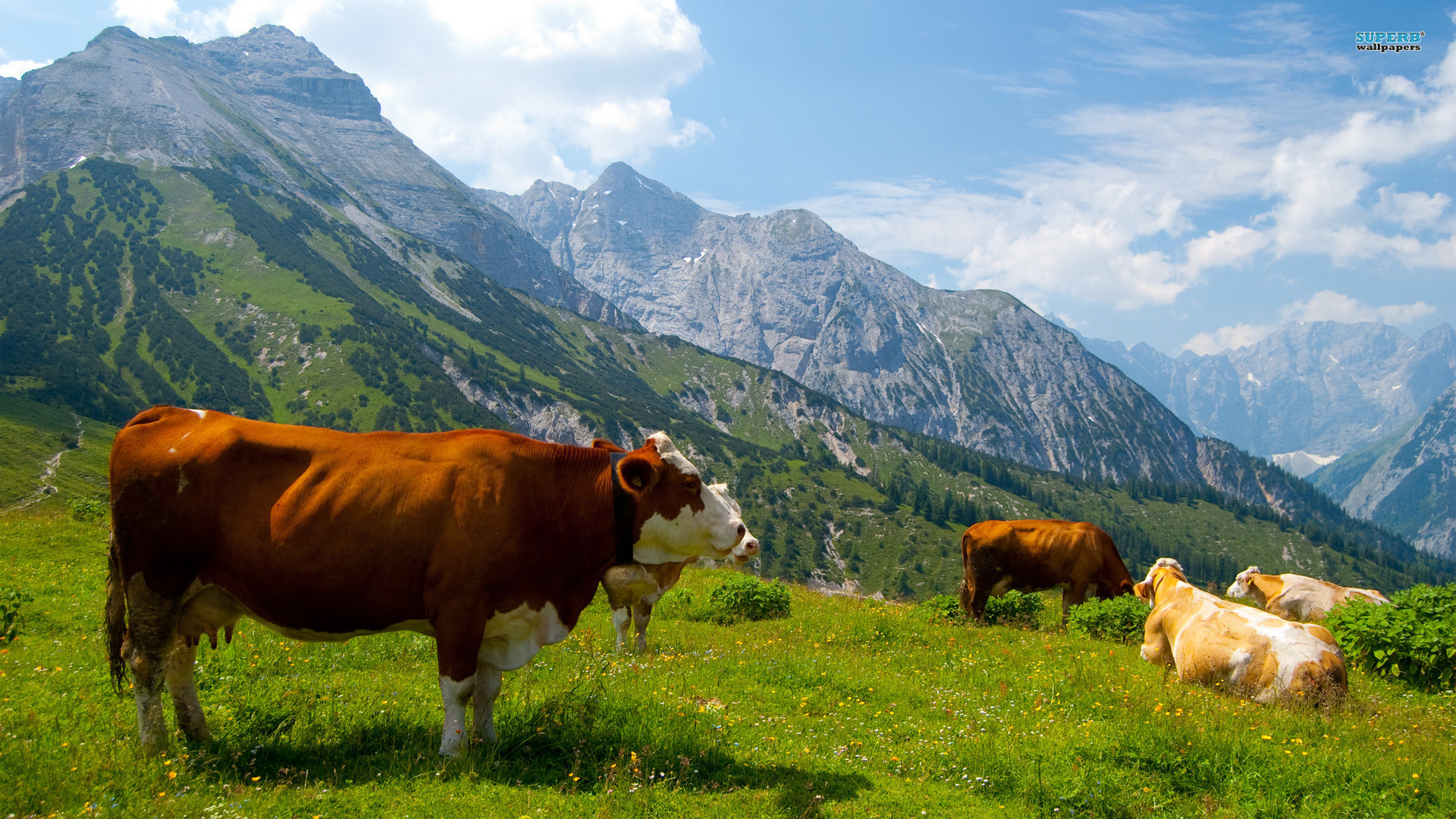 cow wallpaper,pasture,mountainous landforms,natural landscape,nature,grassland