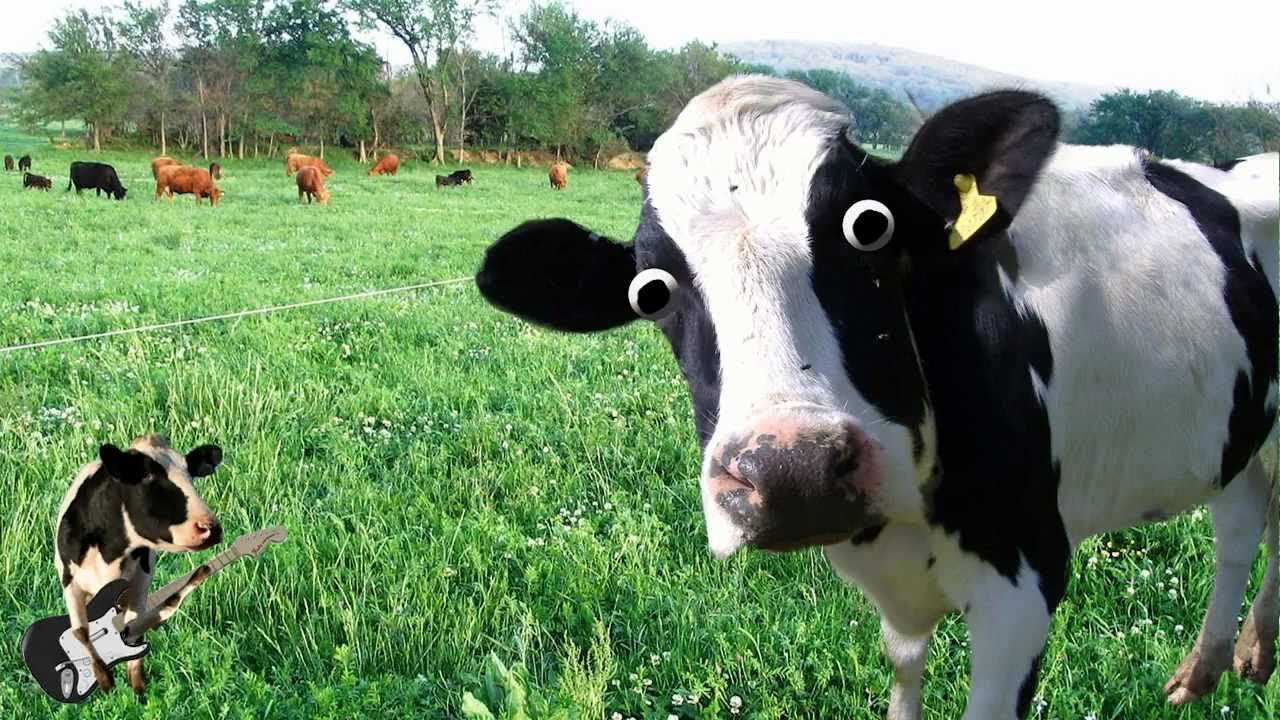 cow wallpaper,dairy cow,mammal,vertebrate,bovine,pasture