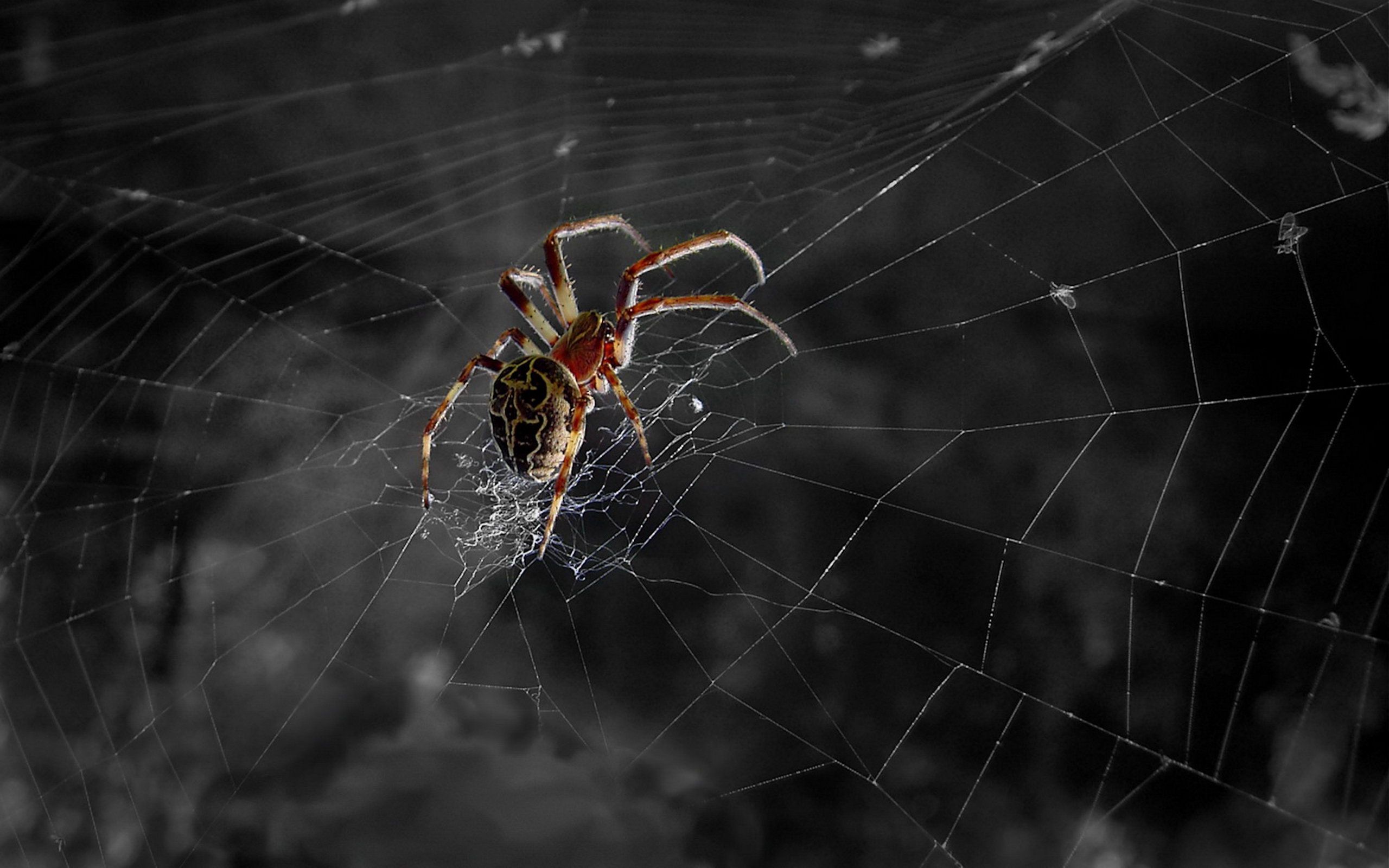 fondo de pantalla de araña,telaraña,araña,tarántula,invertebrado,araneus