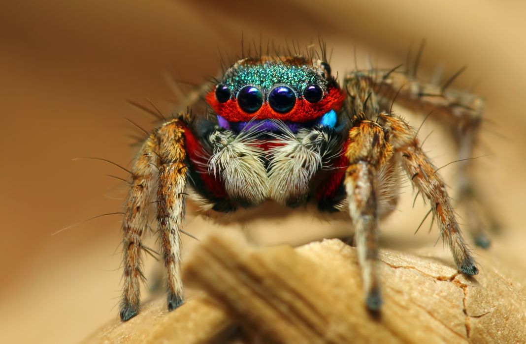 fondo de pantalla de araña,fotografía macro,insecto,de cerca,invertebrado,ojo