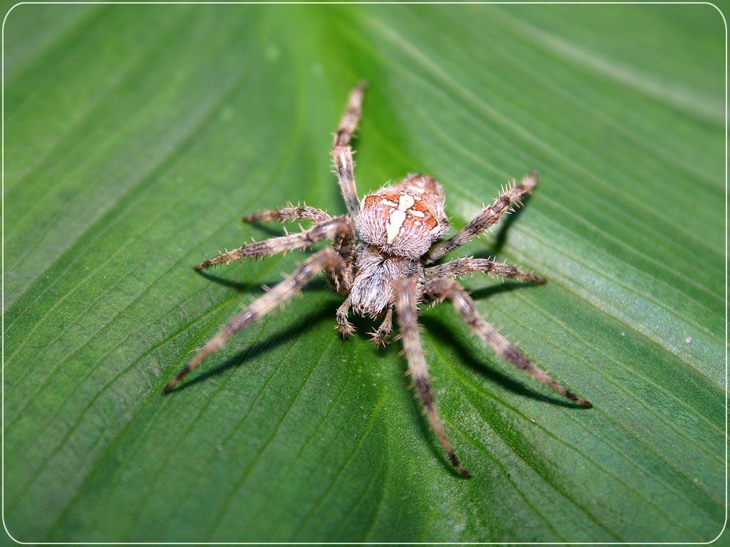 spider wallpaper,spider,insect,araneus cavaticus,invertebrate,wolf spider