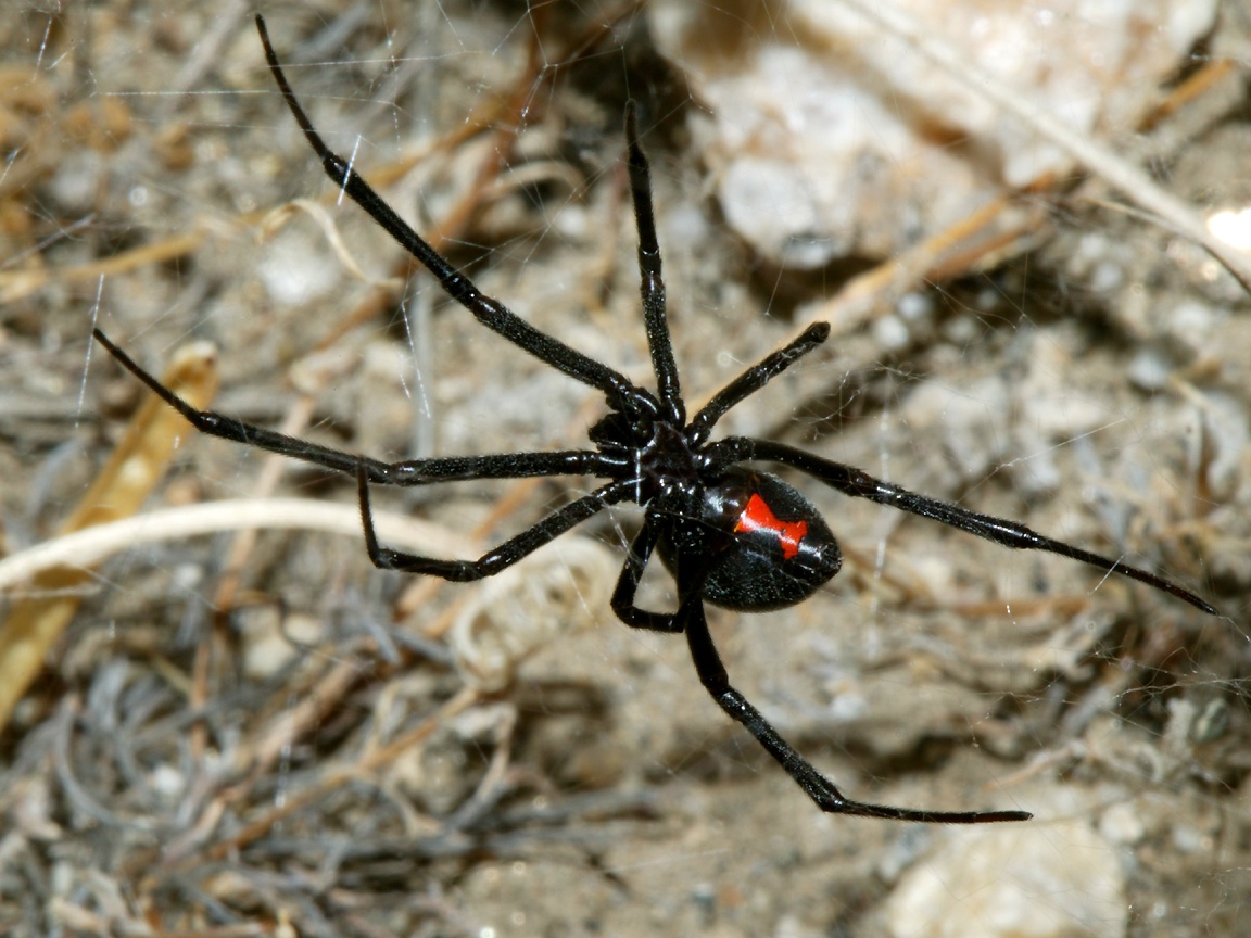 fondo de pantalla de araña,araña,viuda negra,invertebrado,insecto,artrópodo