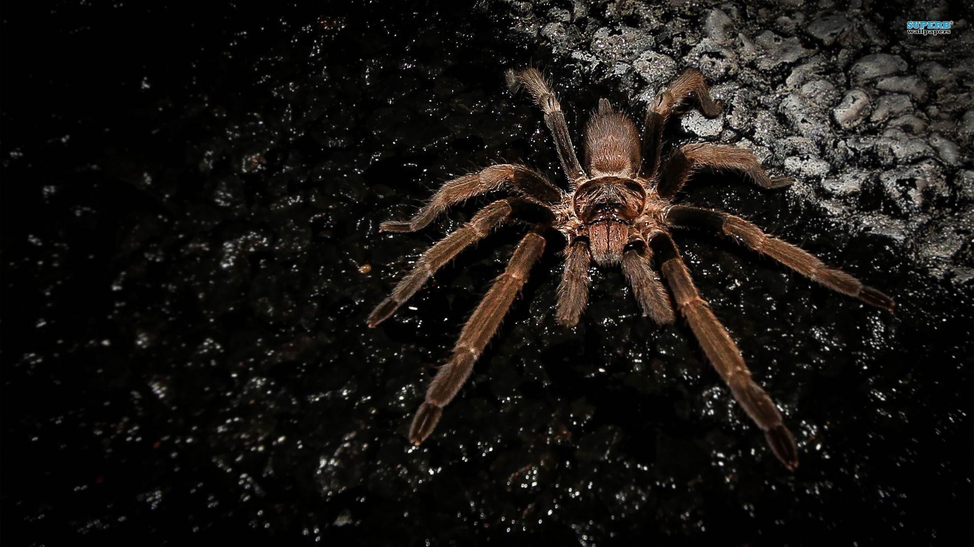 fondo de pantalla de araña,tarántula,araña,araña lobo,de cerca,oscuridad