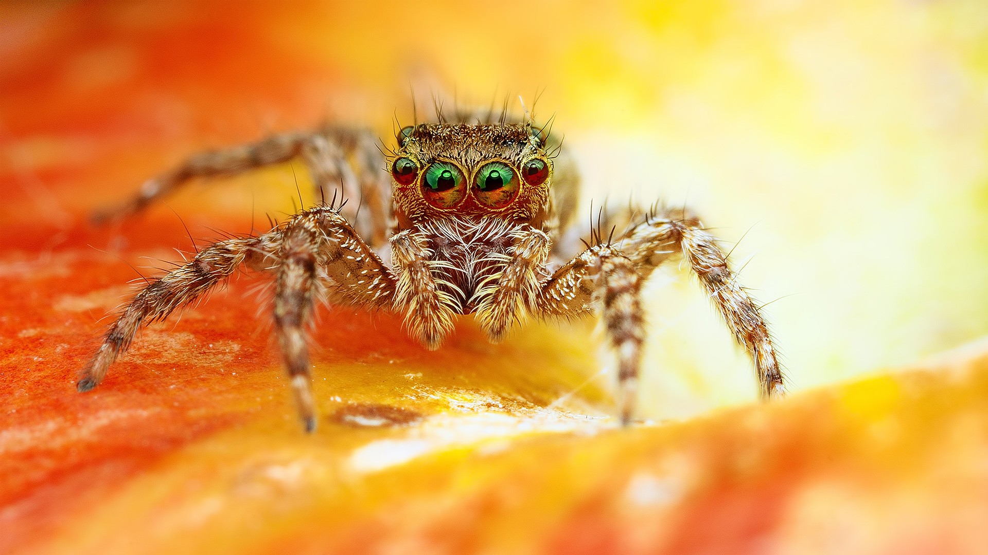 spider wallpaper,macro photography,spider,insect,close up,eye