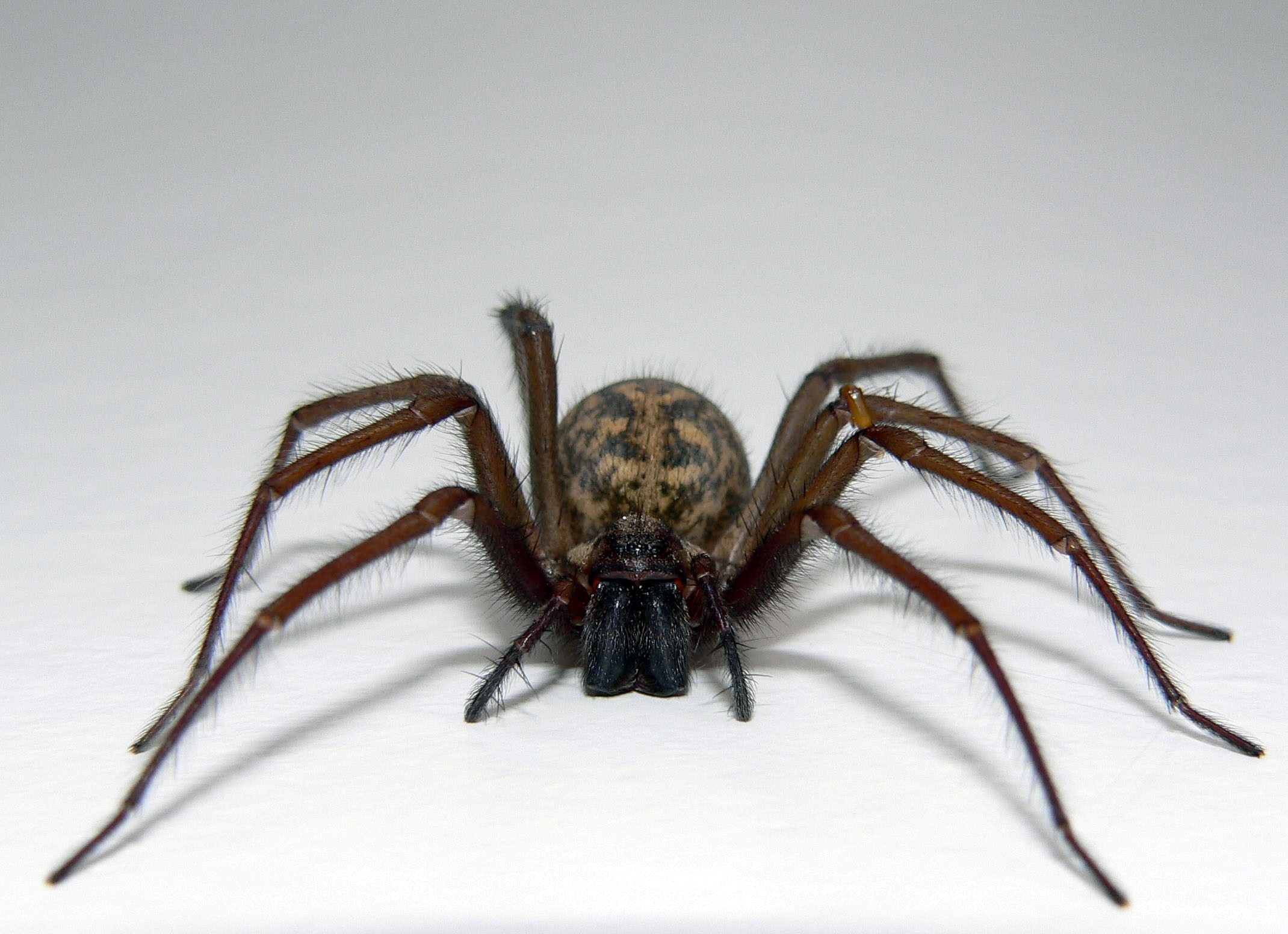 spider wallpaper,spider,invertebrate,insect,wolf spider,arthropod