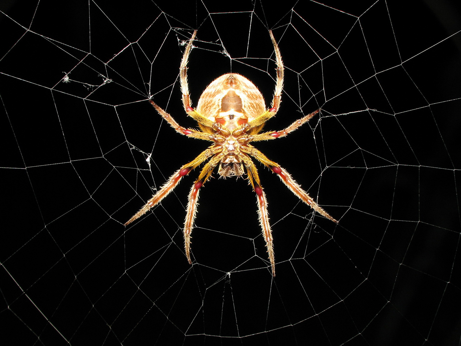 fondo de pantalla de araña,araña,invertebrado,telaraña,artrópodo,oscuridad