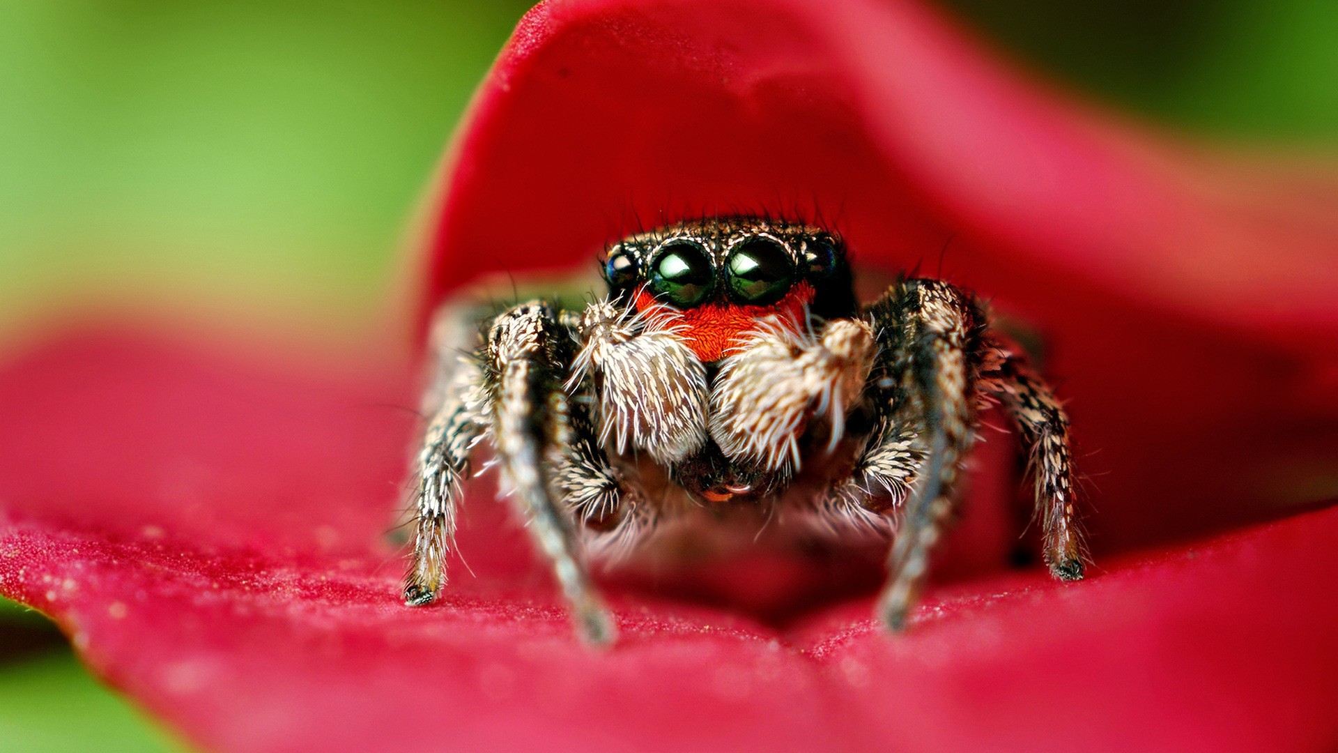 spinnentapete,spinne,makrofotografie,nahansicht,insekt,wirbellos