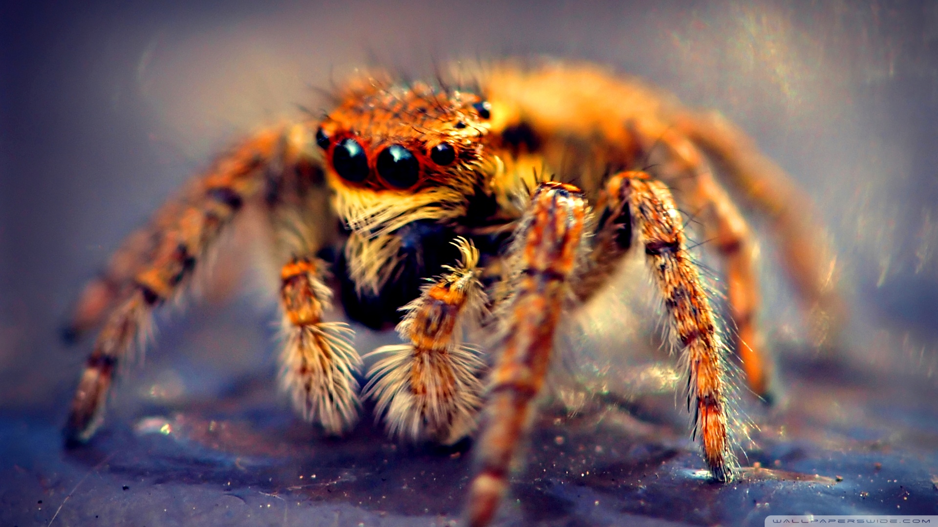 spider wallpaper,spider,macro photography,close up,invertebrate,insect