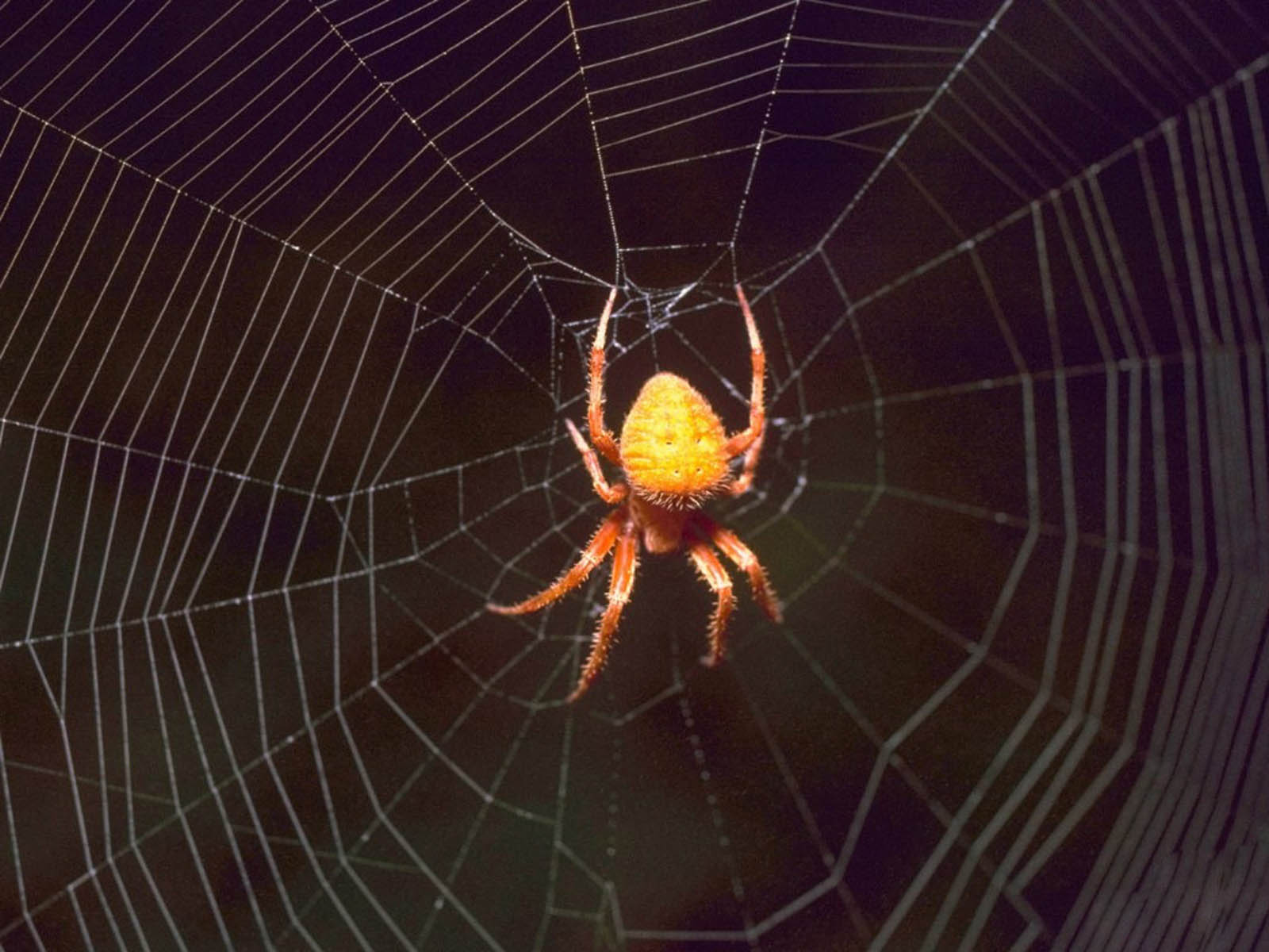 spider wallpaper,spider web,spider,invertebrate,araneus cavaticus,tangle web spider