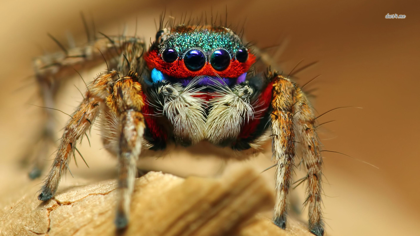 carta da parati ragno,macrofotografia,insetto,avvicinamento,invertebrato,occhio
