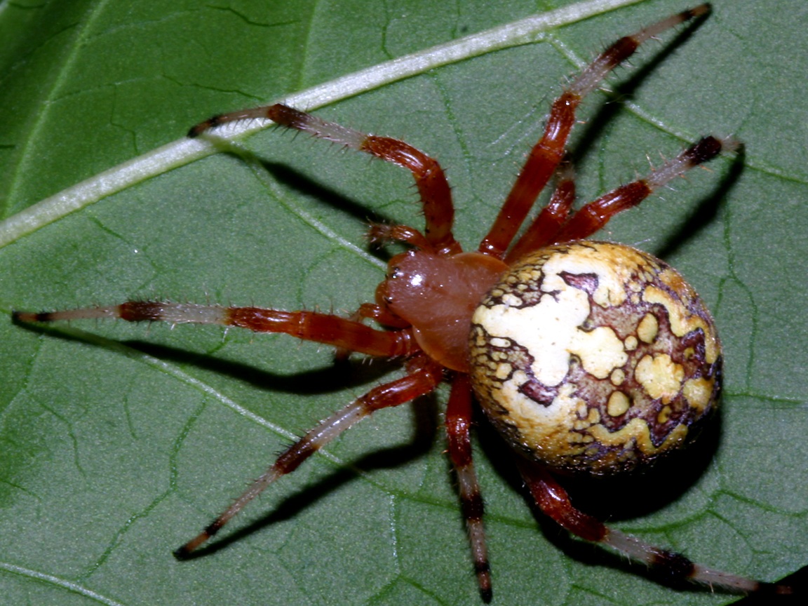 carta da parati ragno,ragno,invertebrato,insetto,araneus,artropodo