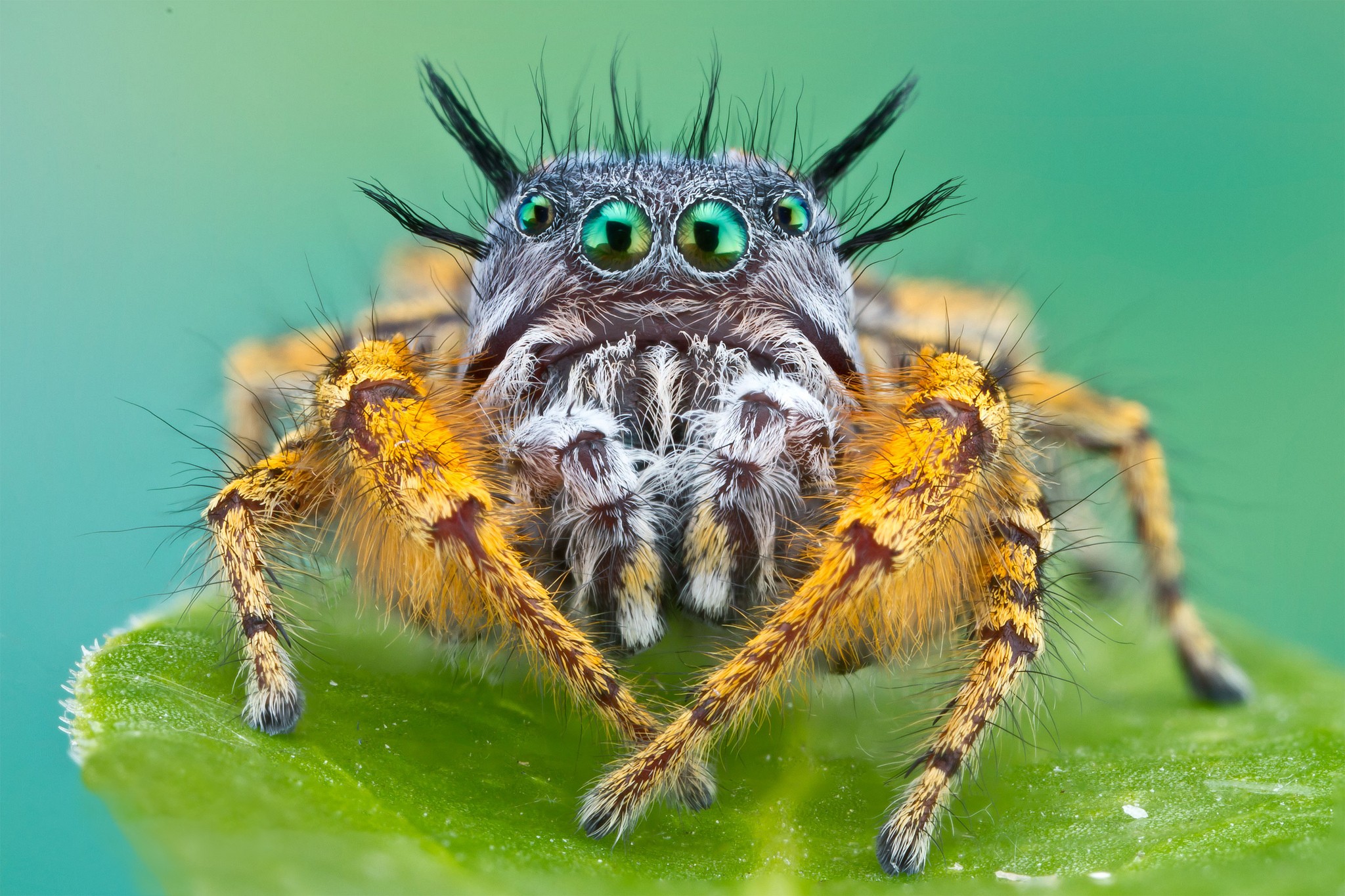 fondo de pantalla de araña,insecto,fotografía macro,invertebrado,araña,de cerca