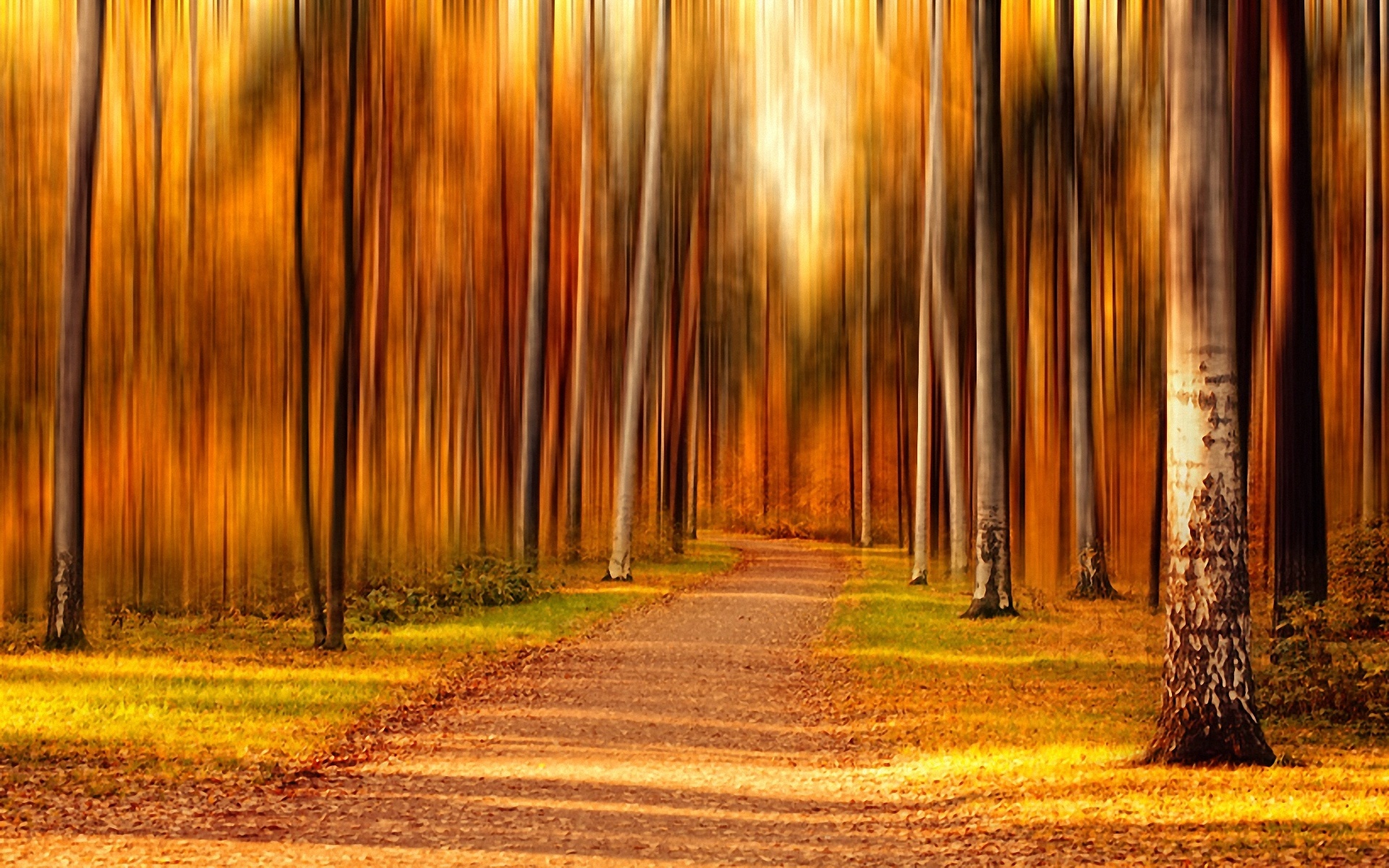 fond d'écran pour photoshop,la nature,arbre,paysage naturel,forêt,lumière