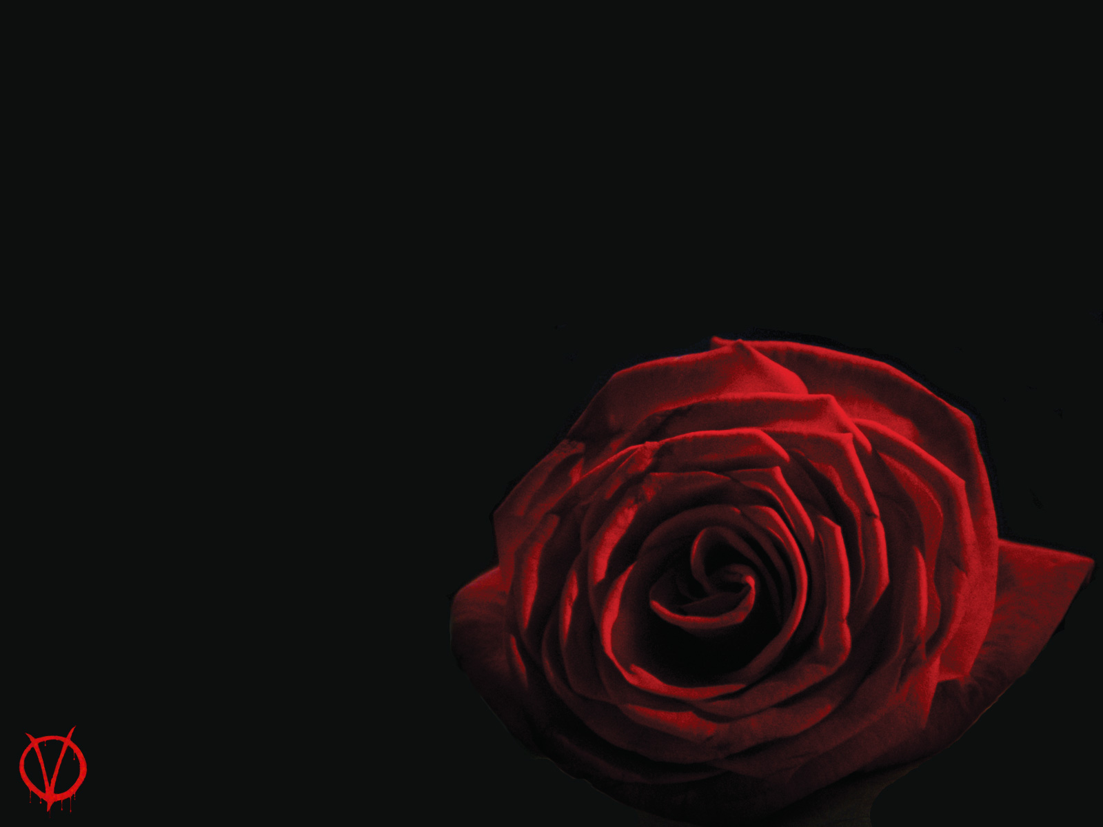 v für vendetta wallpaper,gartenrosen,rot,rose,schwarz,blütenblatt