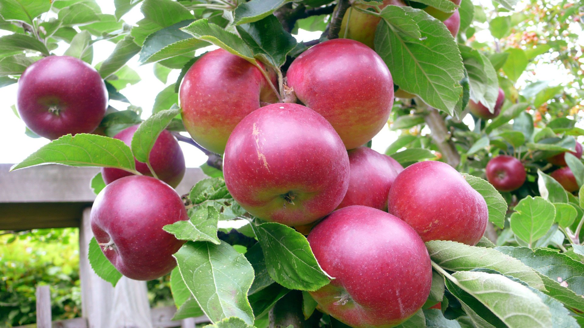 obsttapete hd,blühende pflanze,obst,europäische pflaume,pflanze,essen