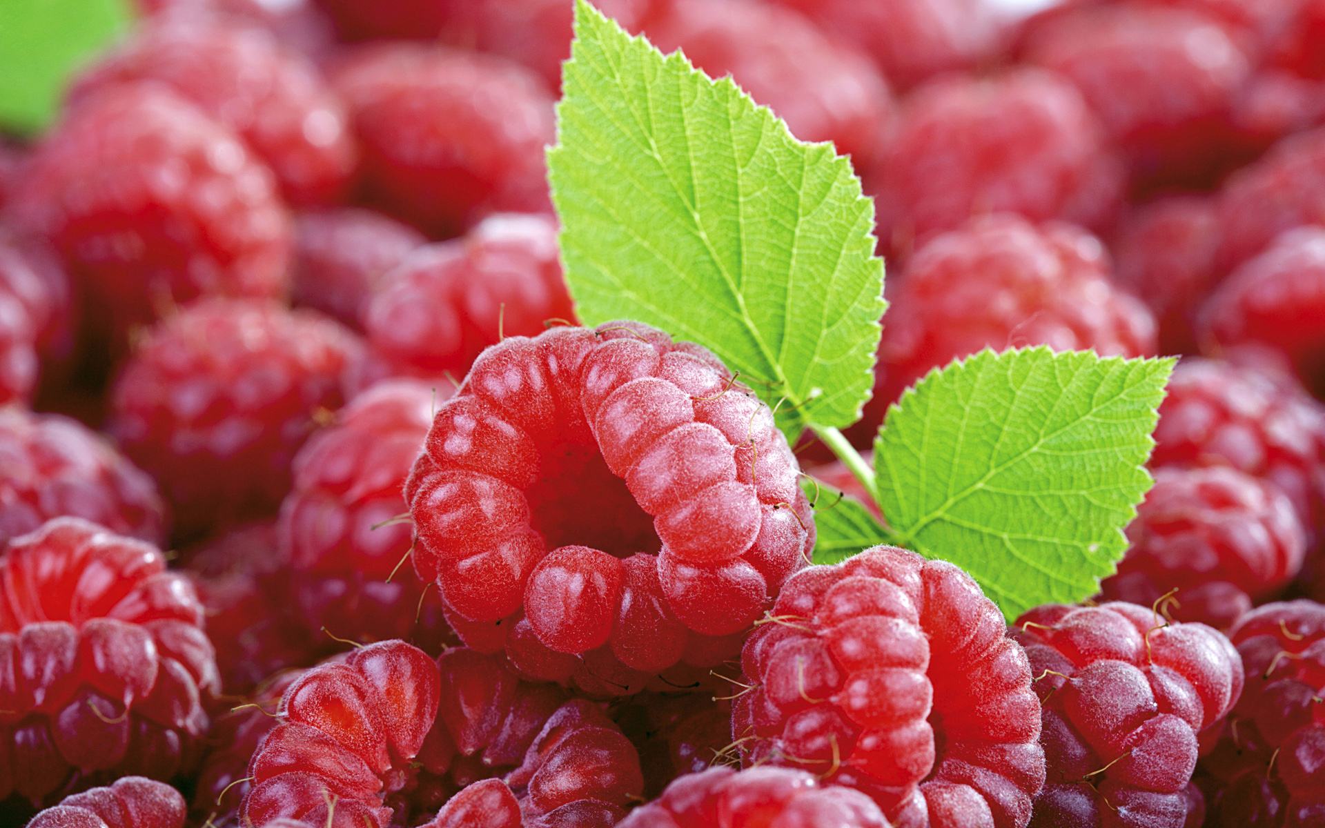 fruit wallpaper hd,natural foods,food,berry,raspberry,fruit