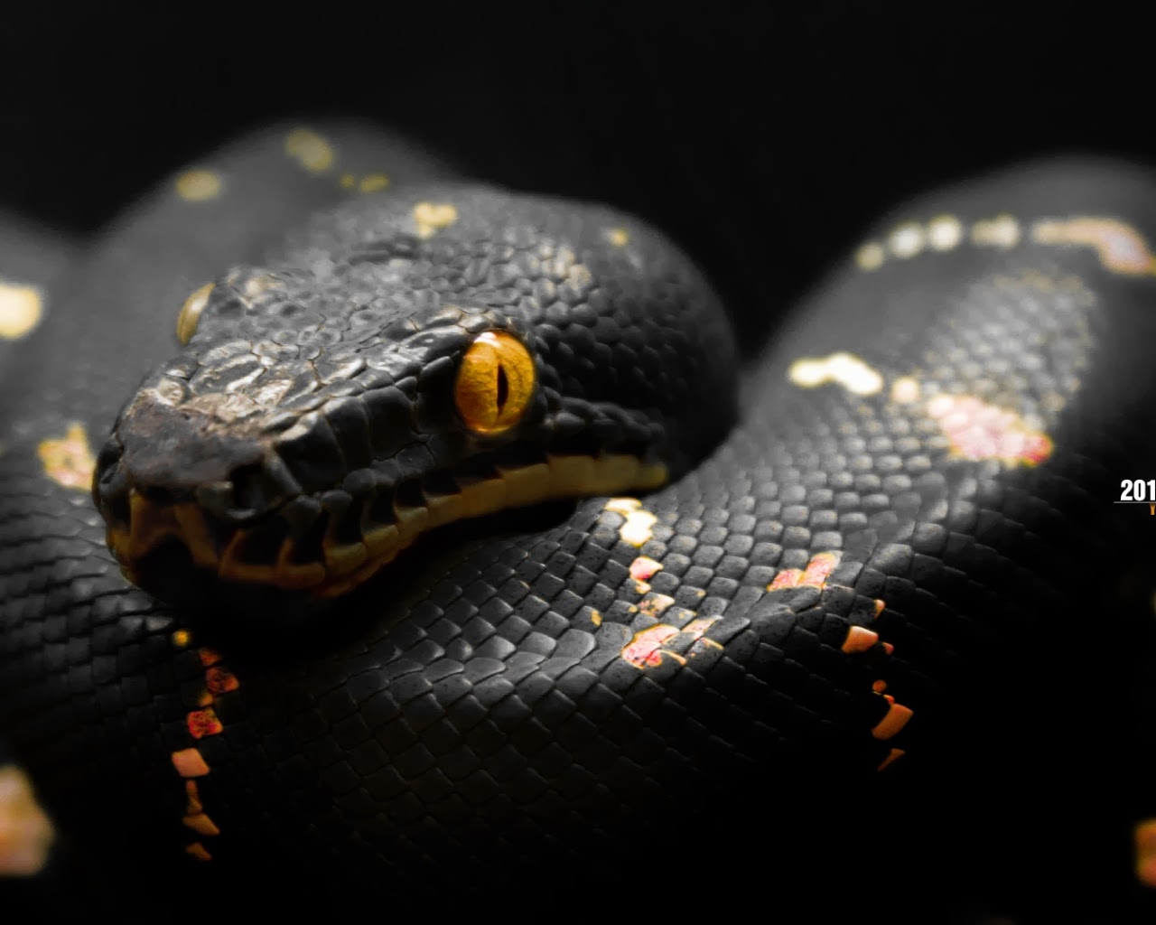 fondo de pantalla peligroso hd,serpiente,reptil,serpiente,familia pitón,pitón