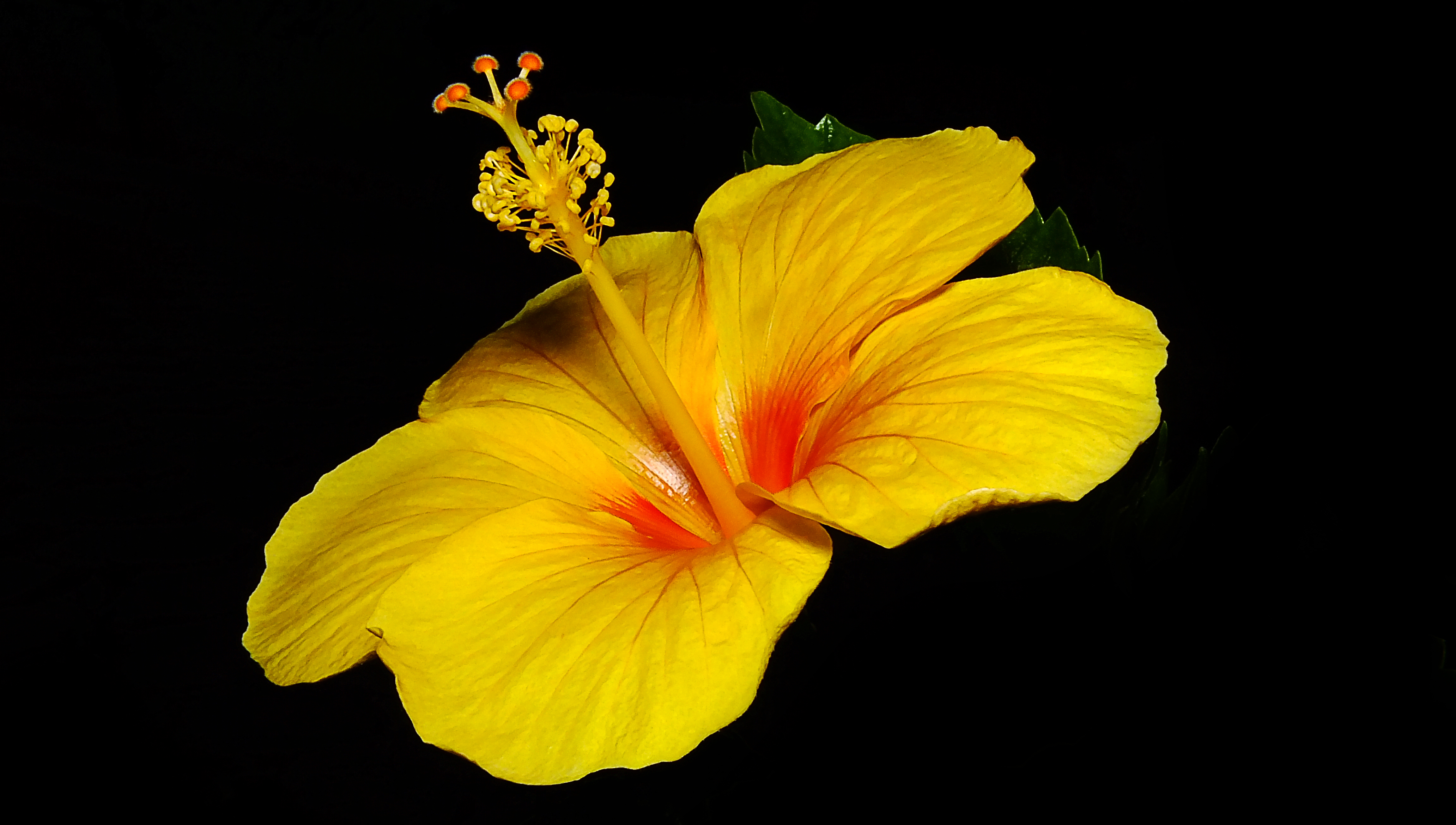 fond d'écran hd fond d'écran hd,plante à fleurs,fleur,pétale,jaune,hibiscus