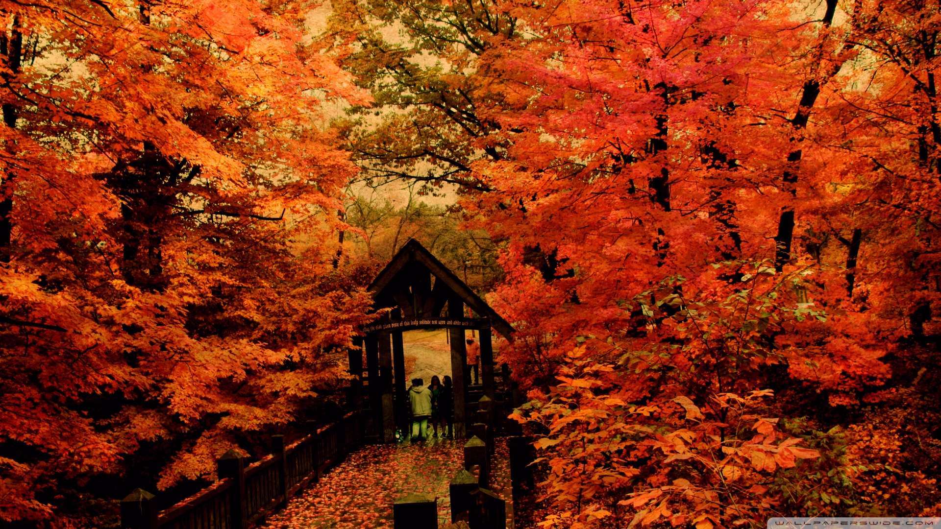 hdの壁紙hdの壁紙,木,葉,自然,秋,自然の風景