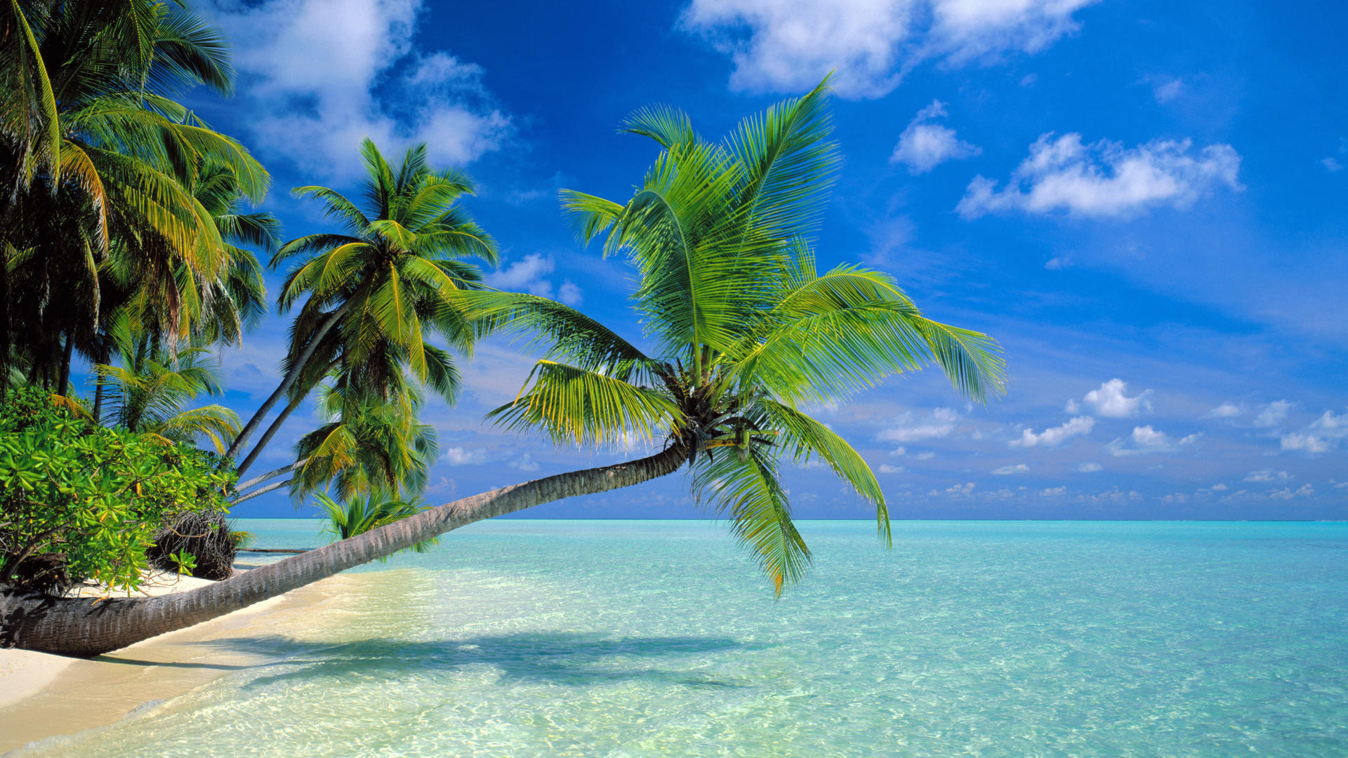 fondo de pantalla hd fondo de pantalla hd,naturaleza,árbol,caribe,paisaje natural,cielo