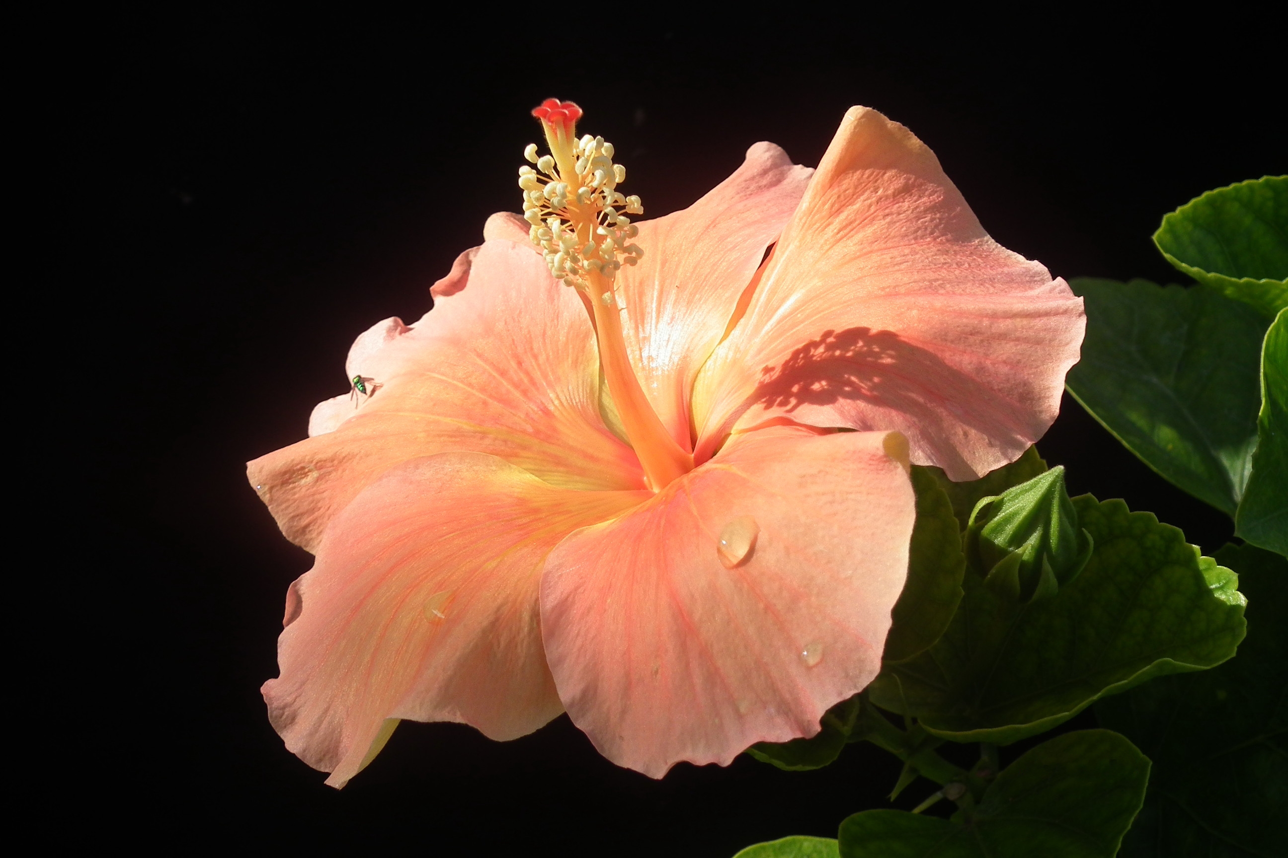 fond d'écran hd fond d'écran hd,hibiscus,plante à fleurs,hibiscus chinois,pétale,fleur