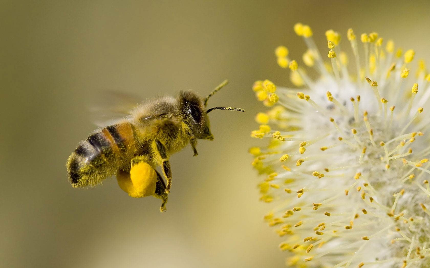 hd wallpaper hd wallpaper,honeybee,bee,insect,megachilidae,membrane winged insect