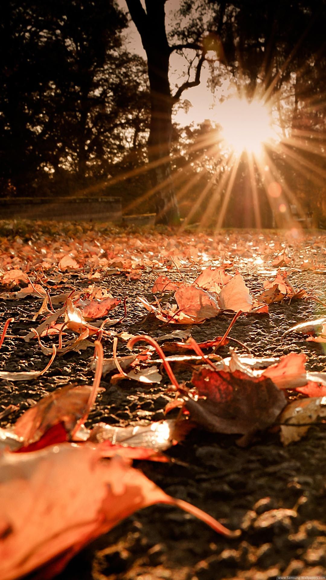 cf wallpaper,leaf,sunlight,soil,flesh