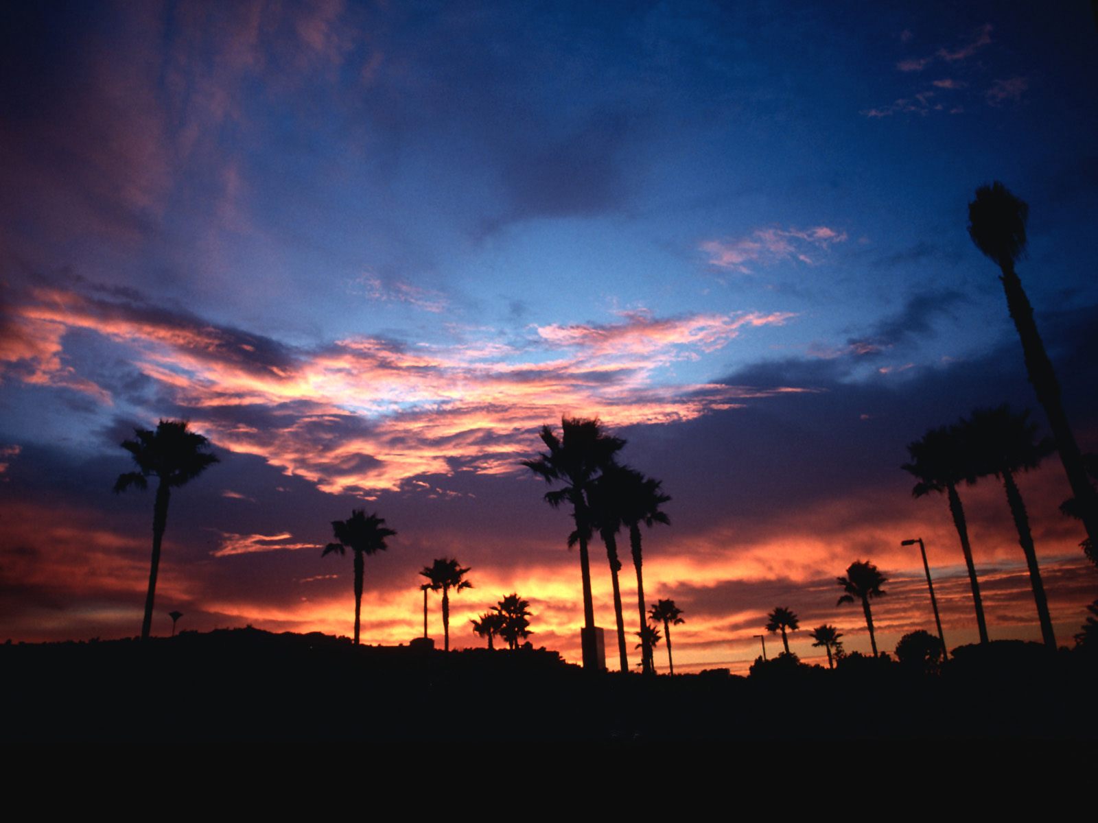 carta da parati della california,cielo,ultimi bagliori,nube,tramonto,albero