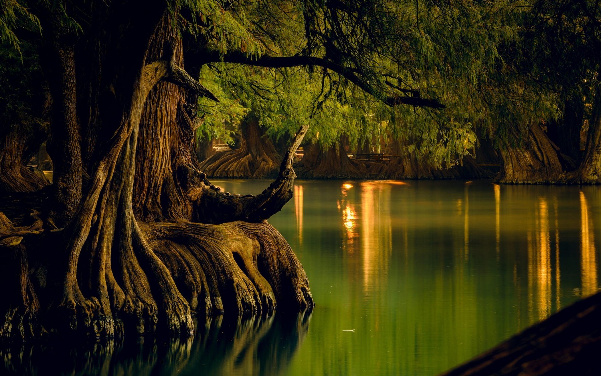 fondo de pantalla de mexico,naturaleza,paisaje natural,árbol,agua,reflexión