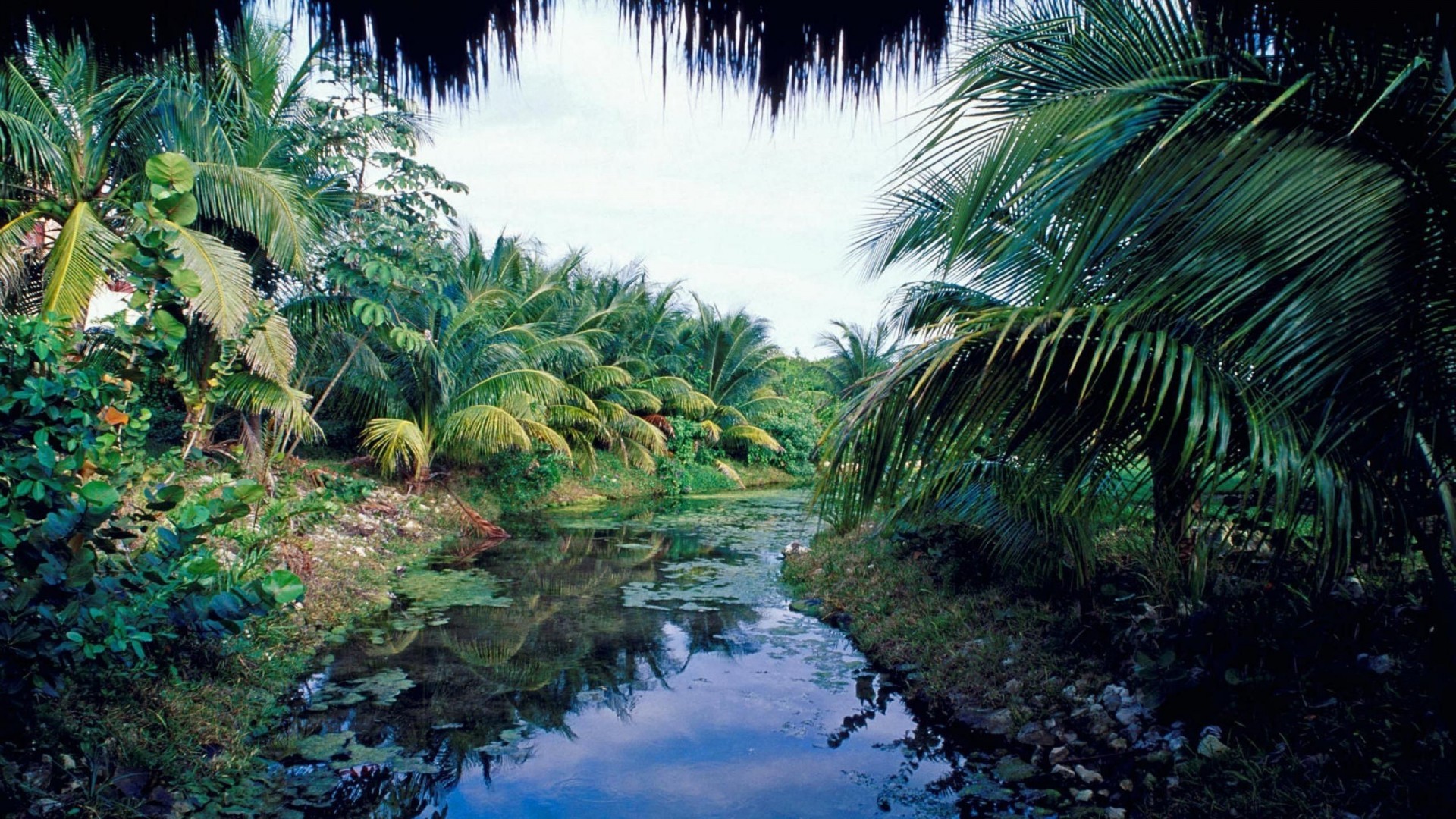 fond d'écran mexique,la nature,paysage naturel,arbre,l'eau,jungle
