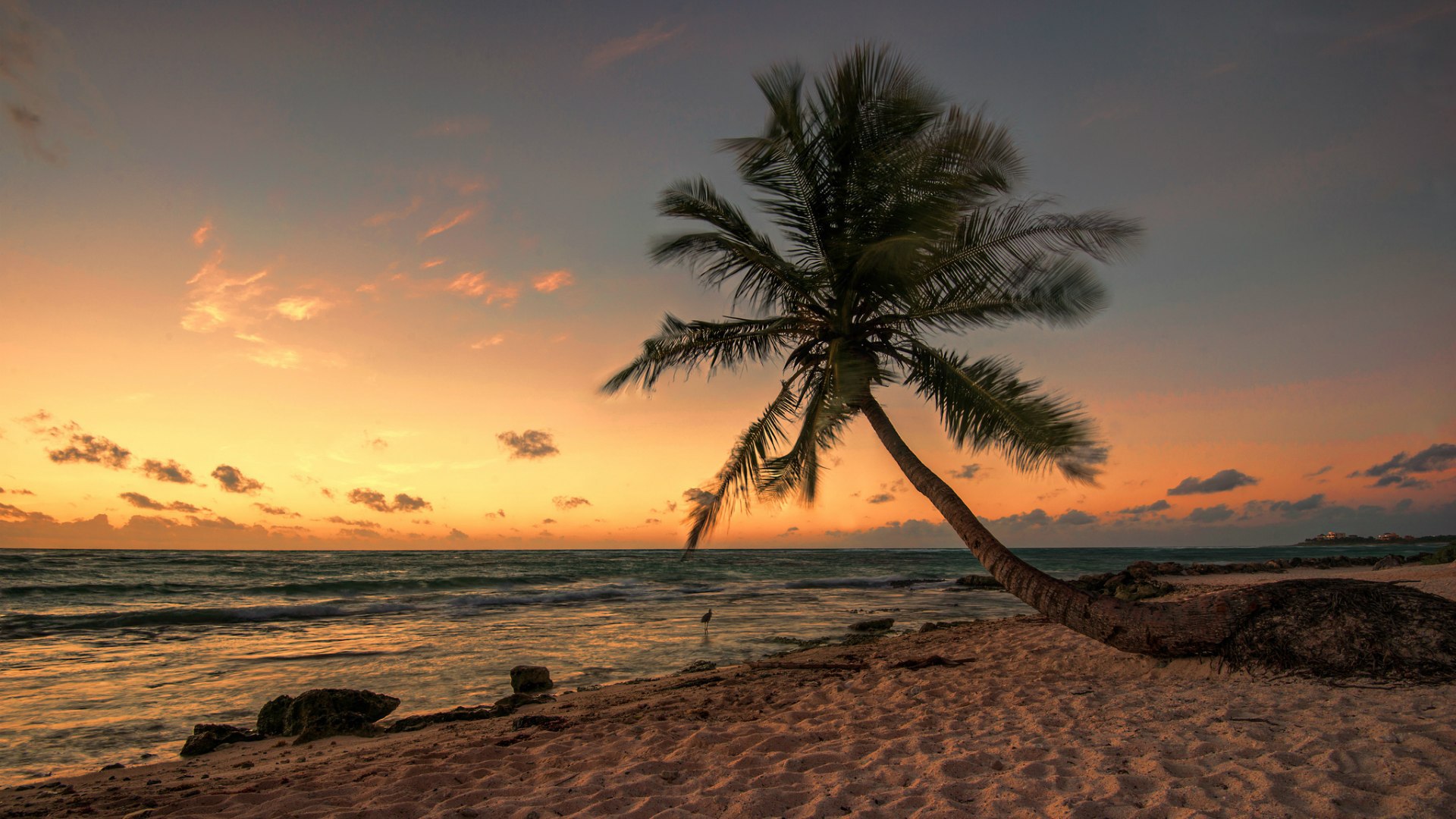 fondo de pantalla de mexico,cielo,árbol,naturaleza,horizonte,palmera