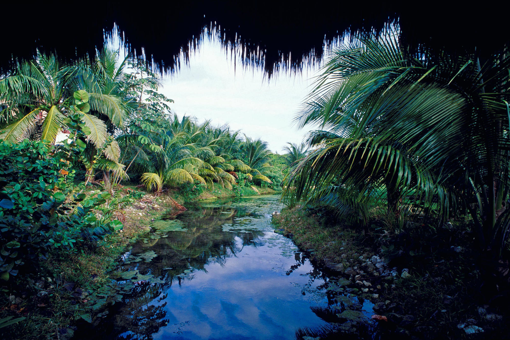 mexico wallpaper,nature,vegetation,natural landscape,water,tree