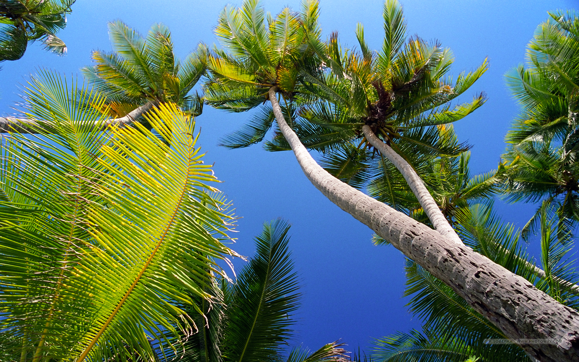 martinica fondo de pantalla,árbol,naturaleza,planta,palmera,cielo