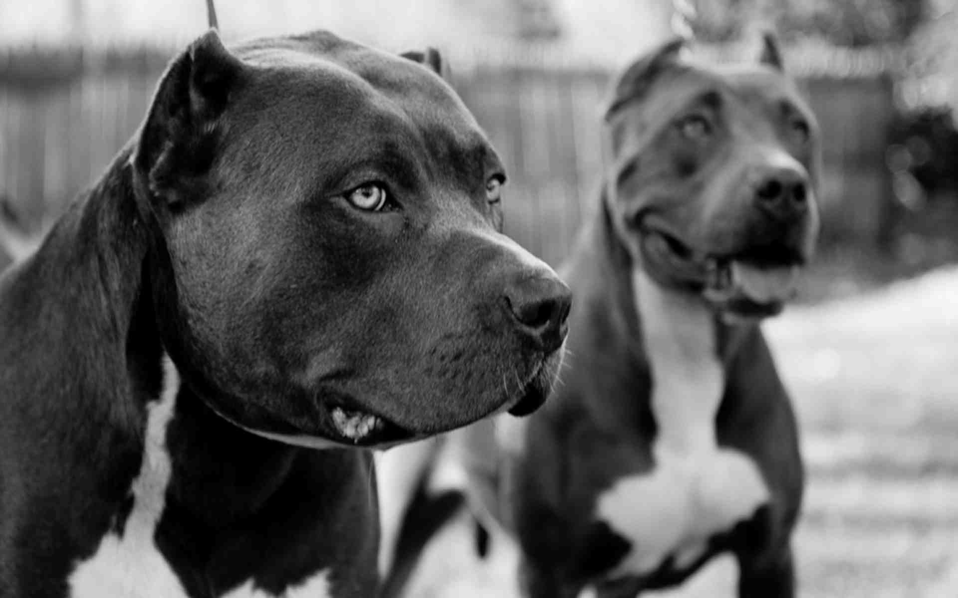 fondo de pantalla de perro pitbull,perro,pit bull terrier americano,american staffordshire terrier,pit bull,bull y terrier