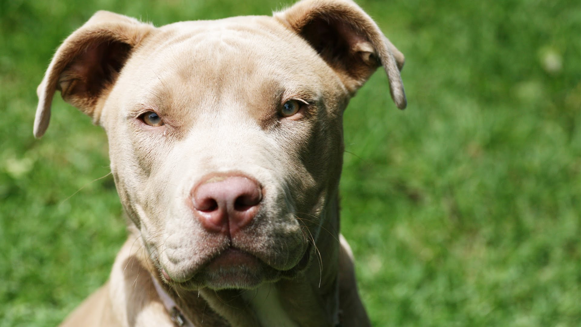 fondo de pantalla de perro pitbull,perro,pit bull terrier americano,hocico,pit bull