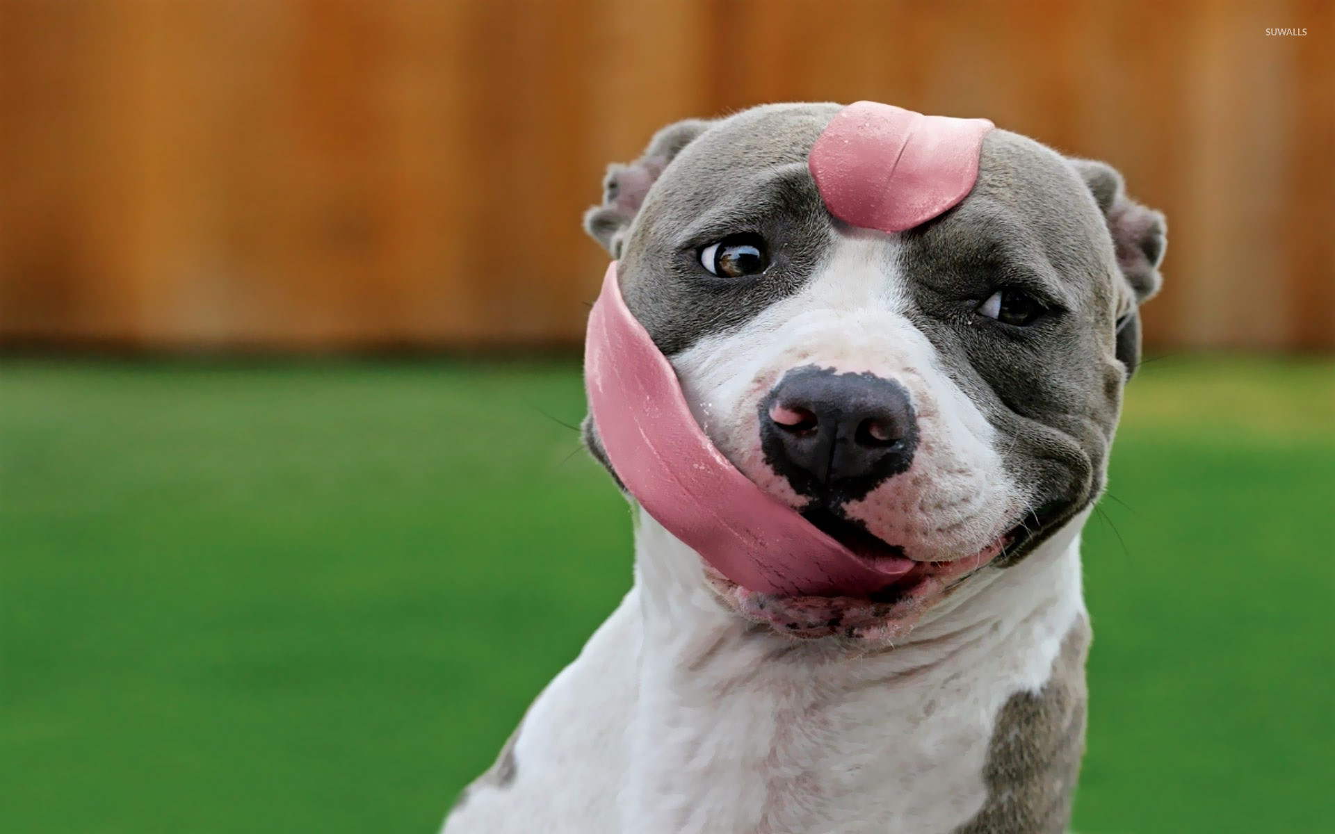 fondo de pantalla de perro pitbull,perro,american staffordshire terrier,hocico,pit bull terrier americano,pit bull