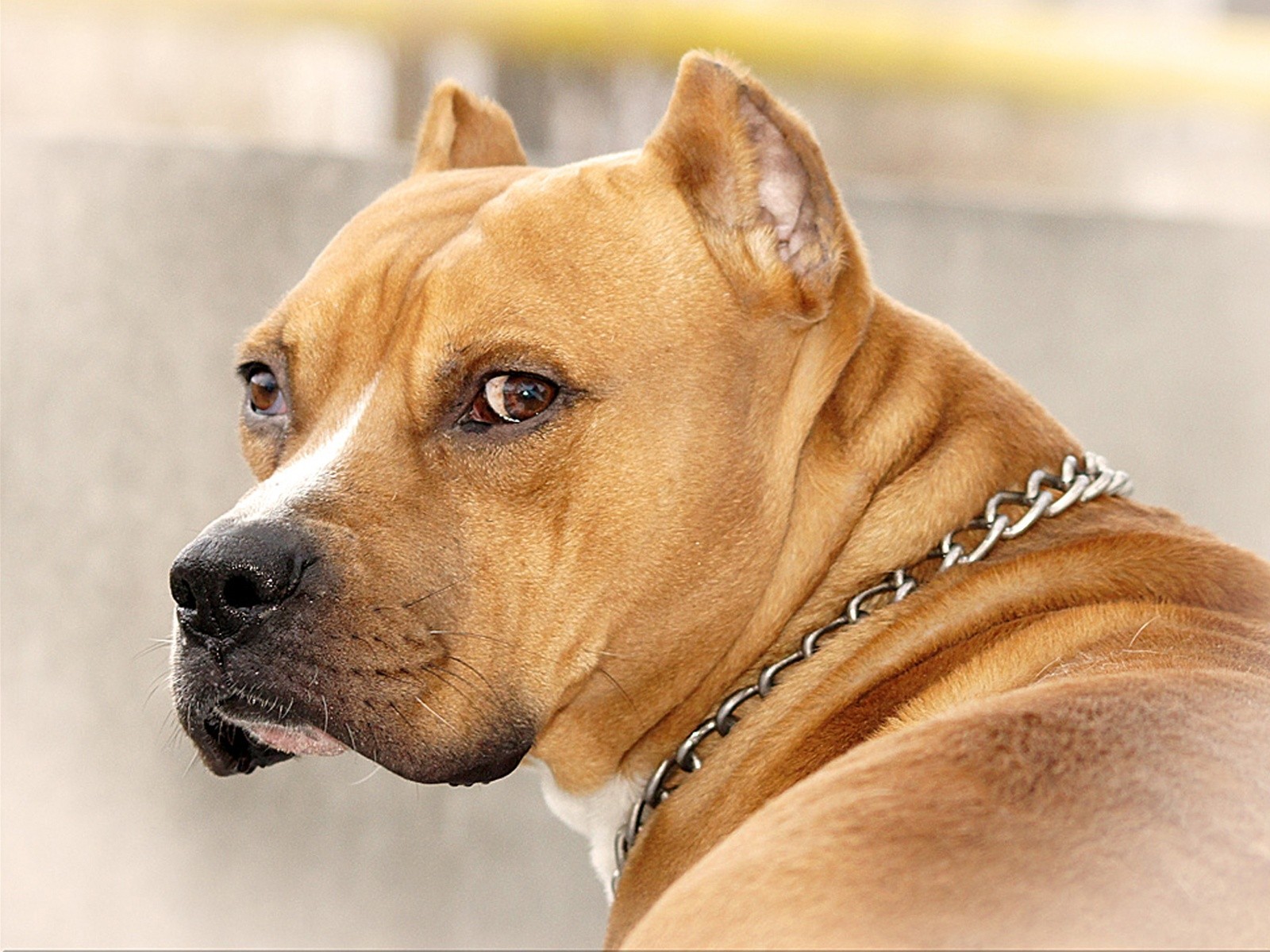 carta da parati cane pitbull,cane,american pit bull terrier,american staffordshire terrier,grugno,collare