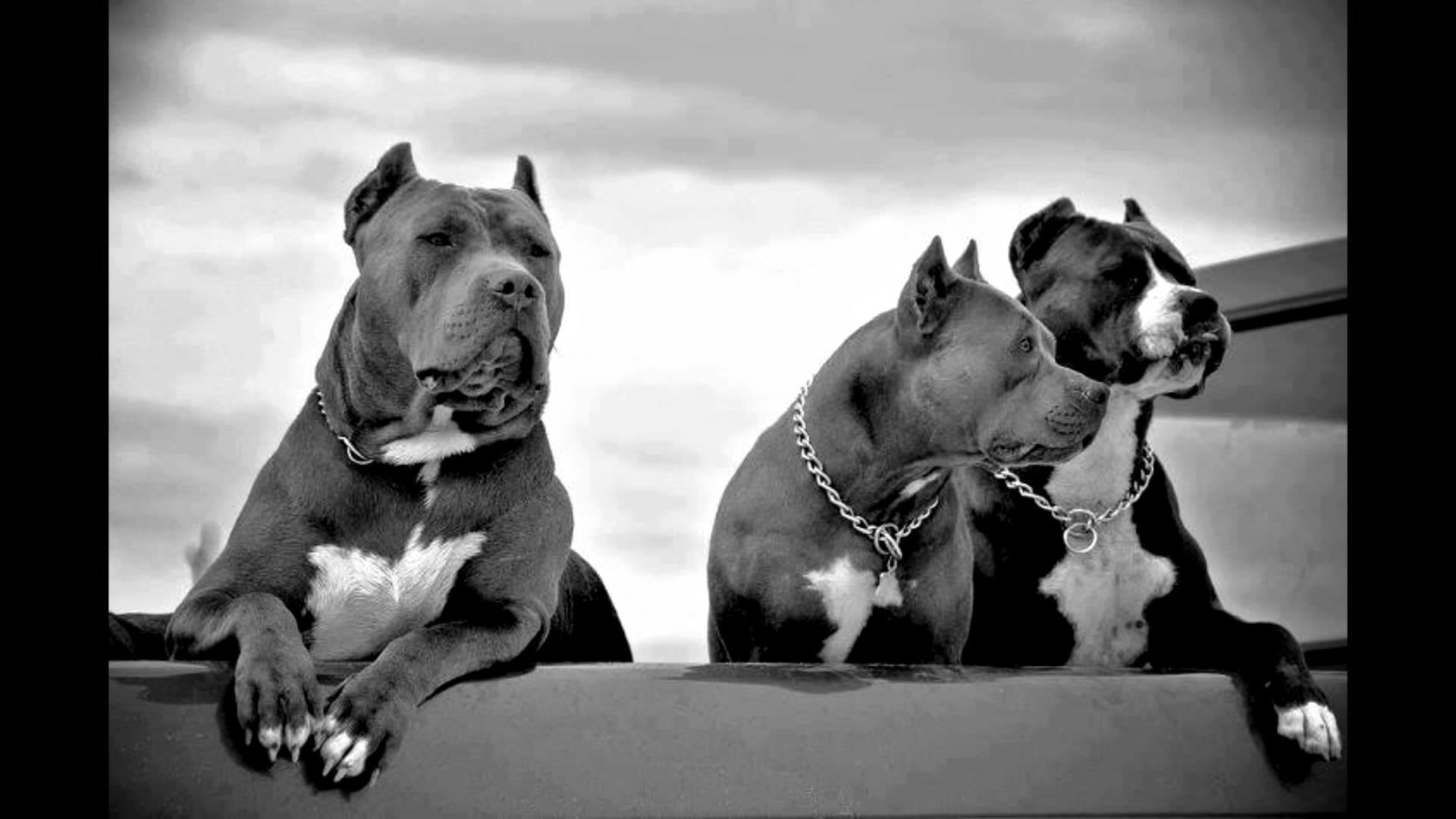 fondo de pantalla de perro pitbull,perro,american staffordshire terrier,pit bull terrier americano,bull y terrier,hocico