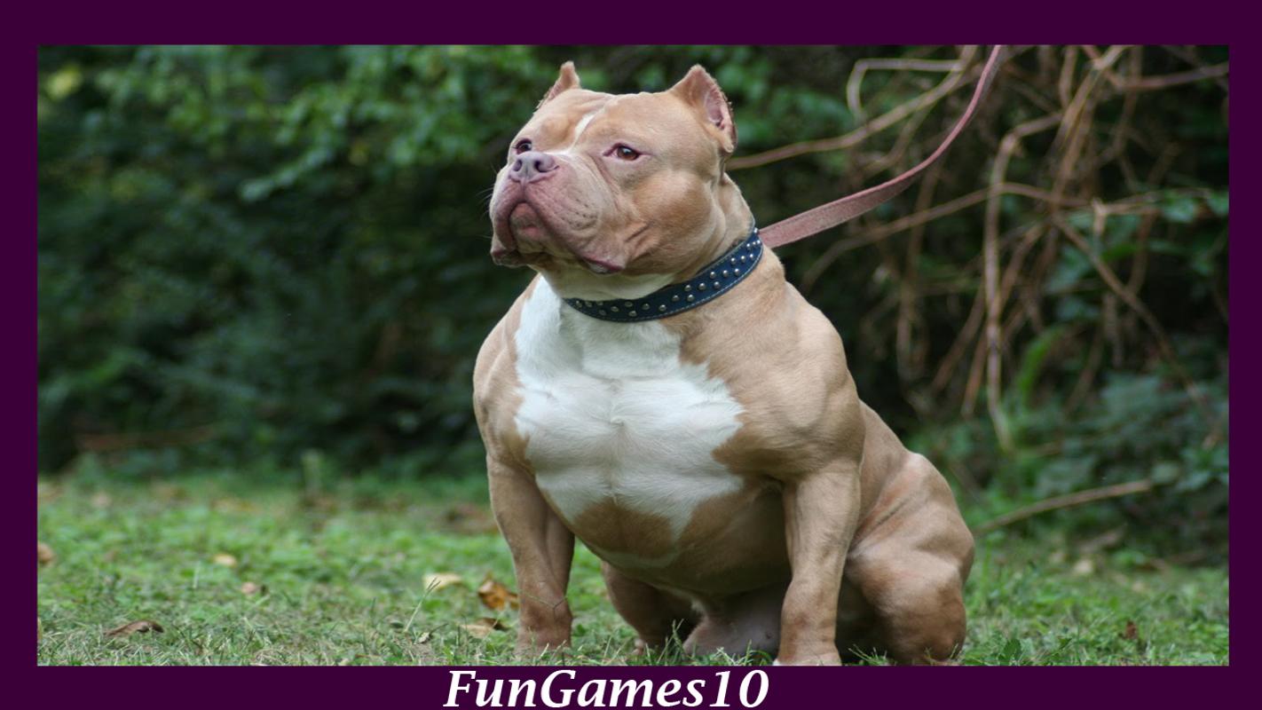 pitbull dog wallpaper,dog,mammal,vertebrate,dog breed,canidae