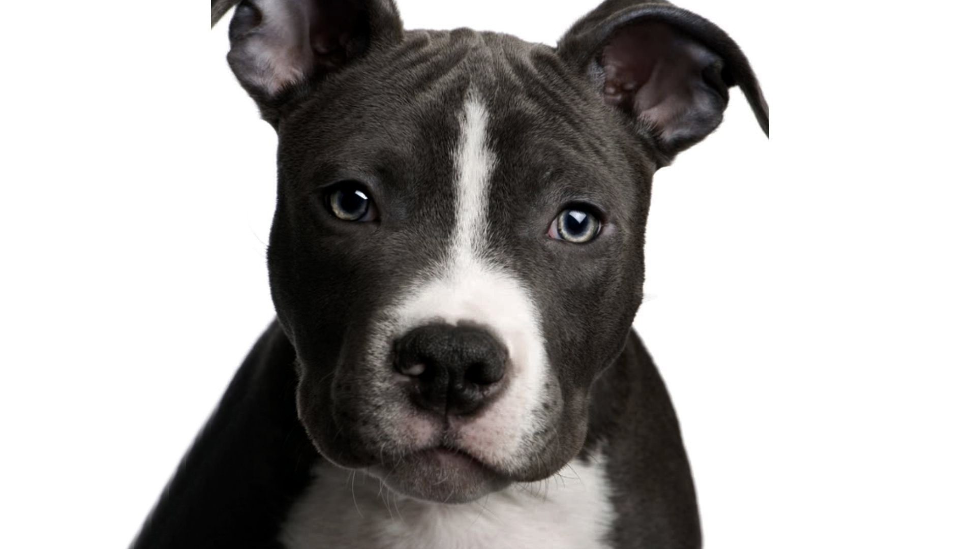 fondo de pantalla de perro pitbull,perro,american staffordshire terrier,pit bull terrier americano,hocico